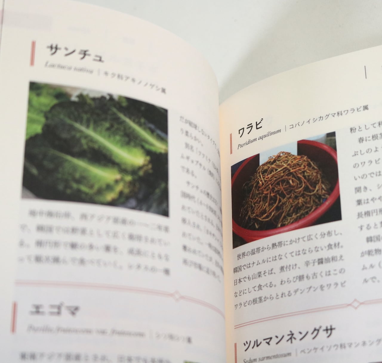 旅で出会った世界のスパイス・ハーブ図鑑｜山下智道 | はるな商店