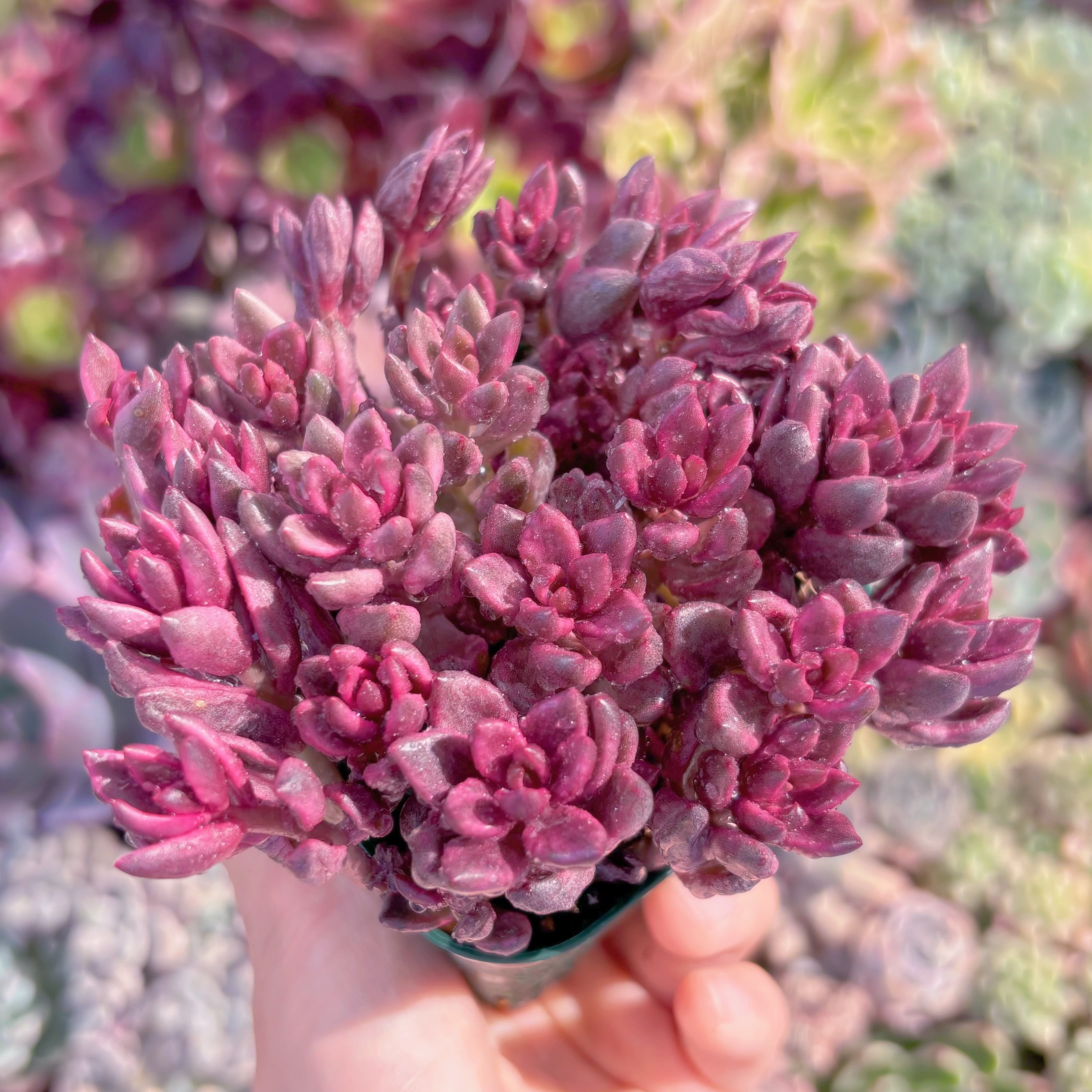 現品　チョコレート錦#A86　るる農園