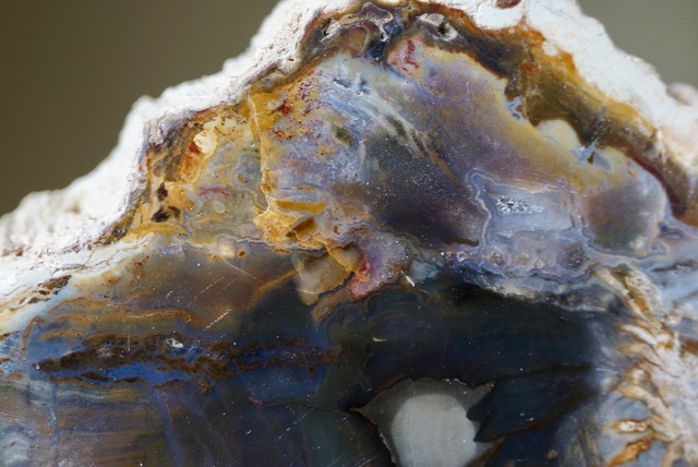 珪化木 Araucarioxylon B