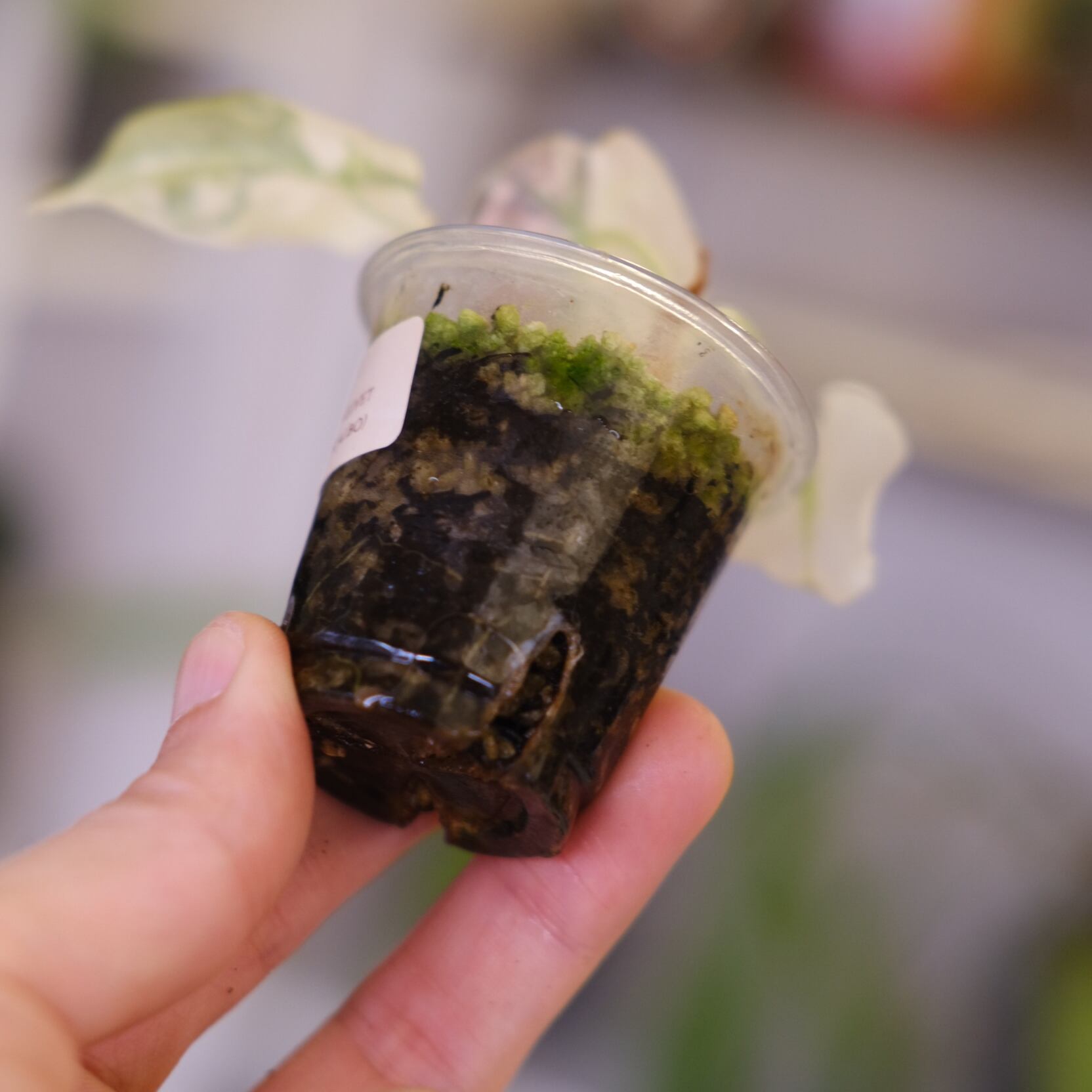 Alocasia Black Velvet Pink Albo│アロカシア ブラックベルベット