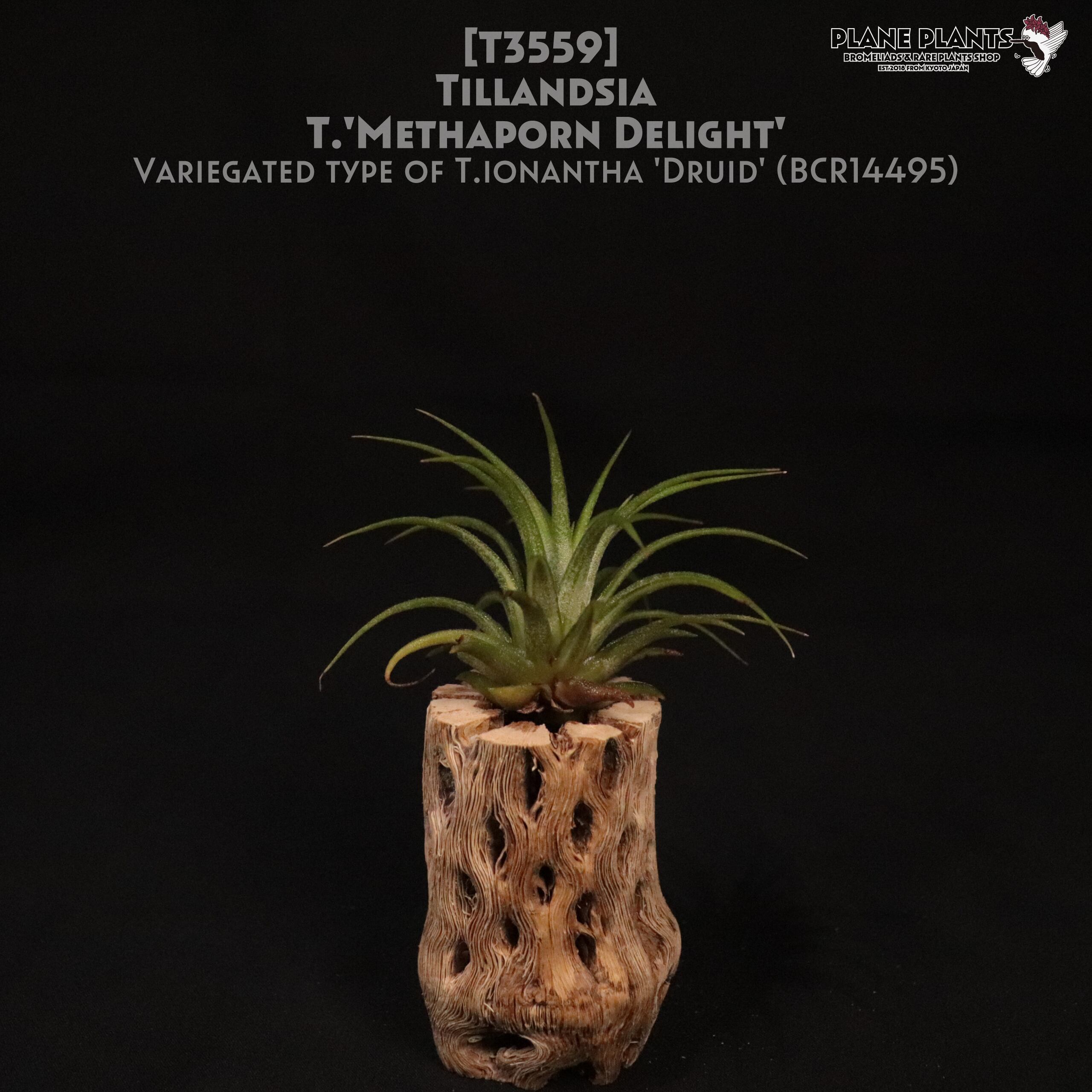 reserved】'Methaporn Delight'〔エアプランツ〕現品発送T3559 | plane