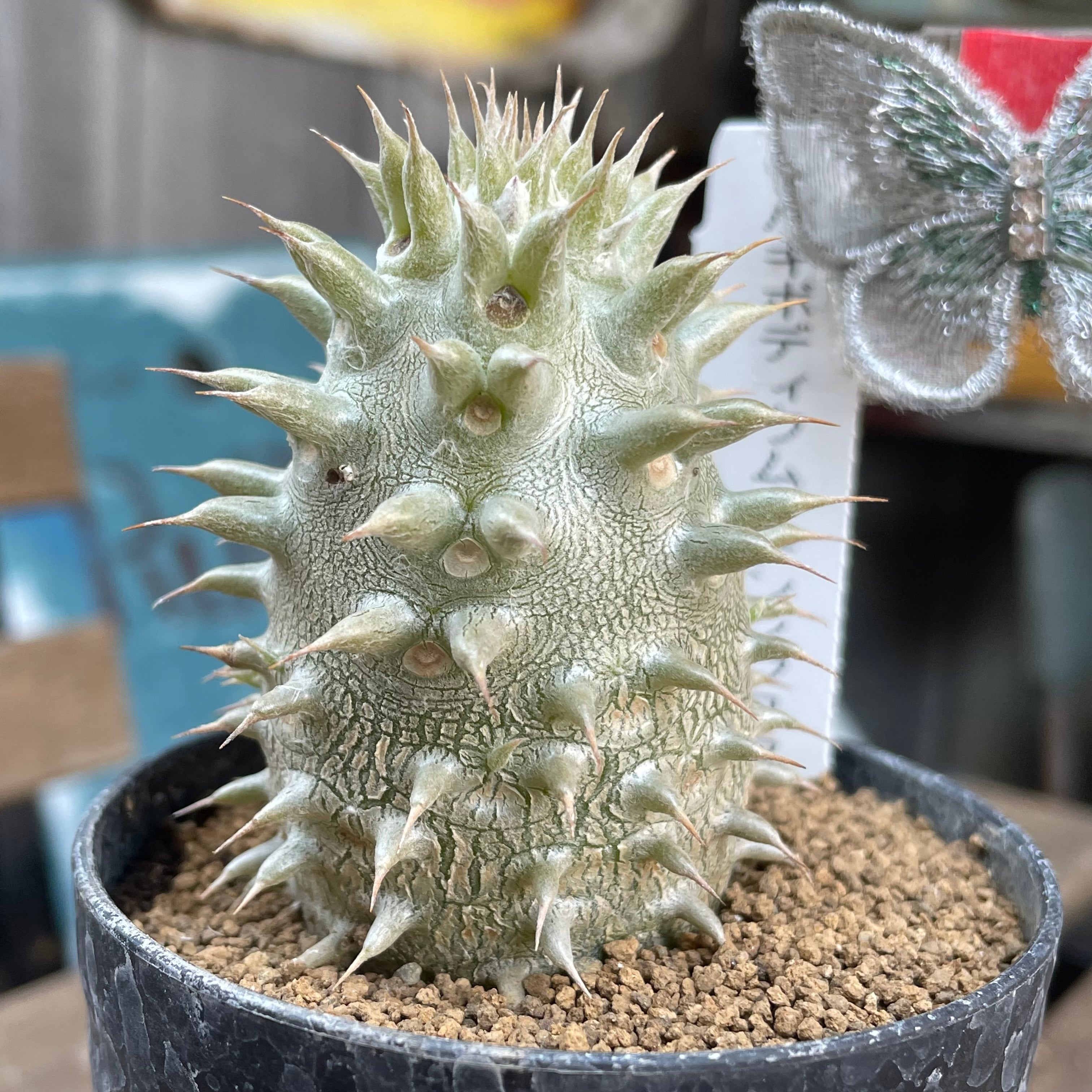 パキポディウム a0b0df3abf15e6f78545eba1ccc23a