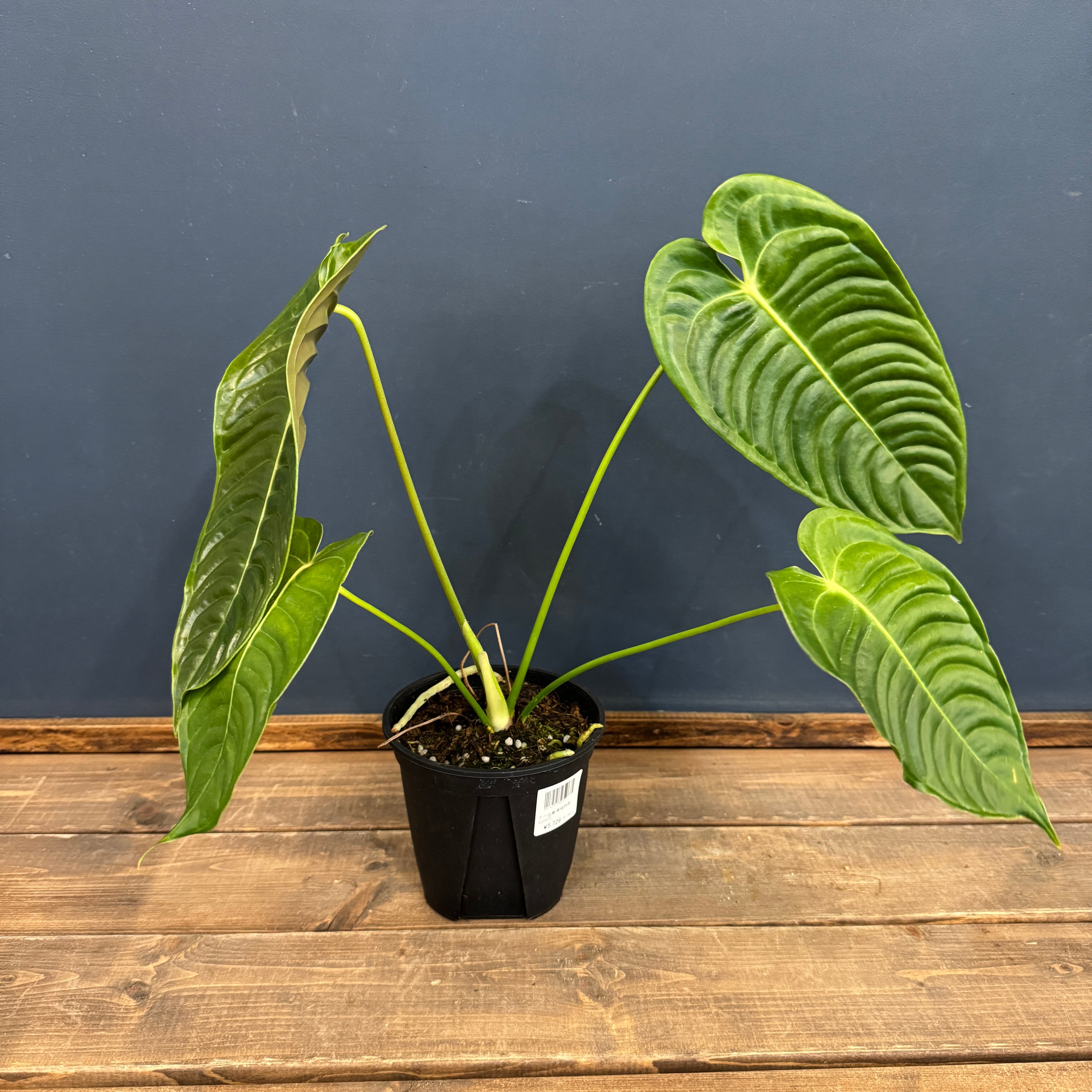 アンスリウム ベイチー【902】 | PROTOLEAF プロトリーフ