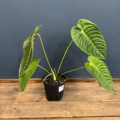 アンスリウム ベイチー【902】