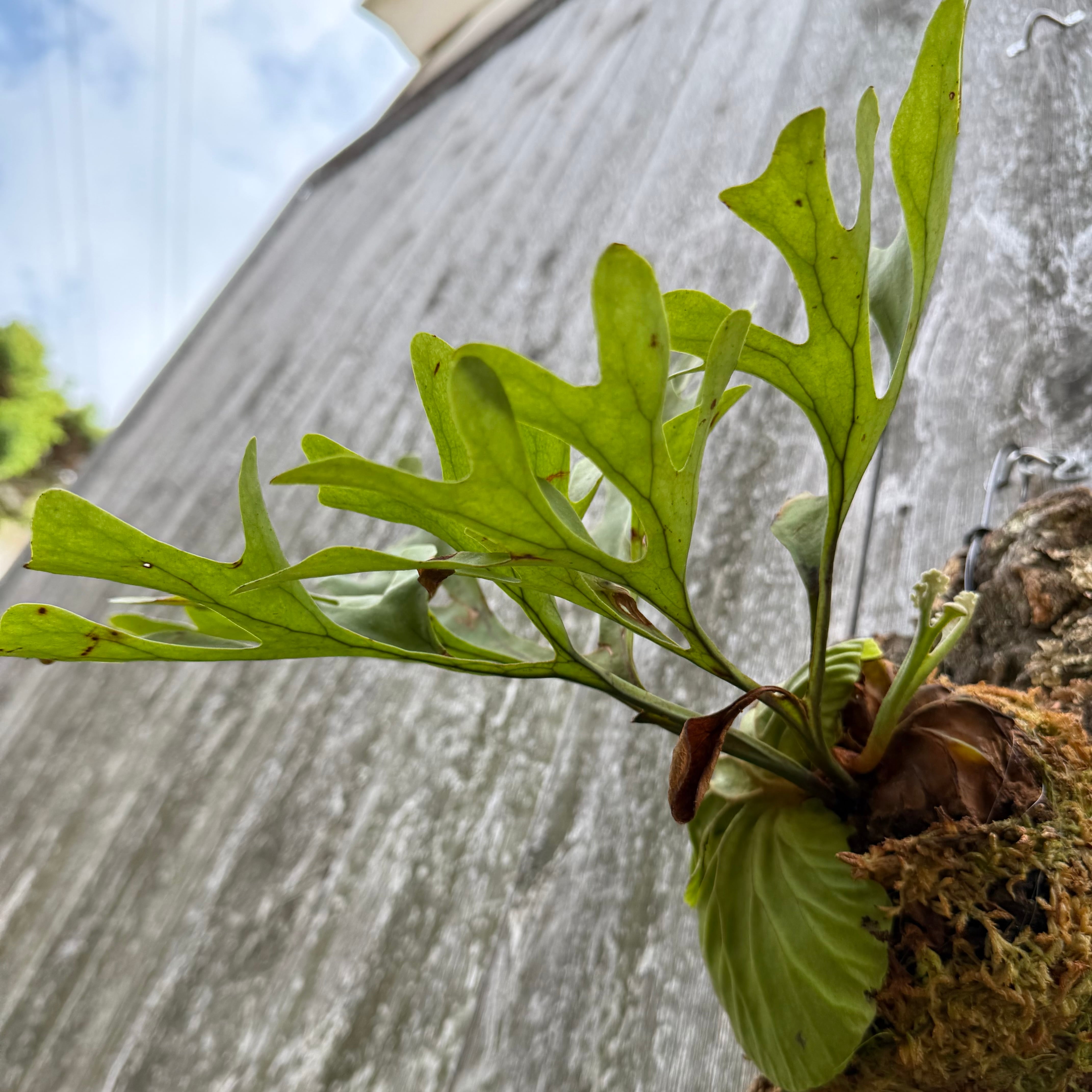 P.ridleyi wild | naturefix