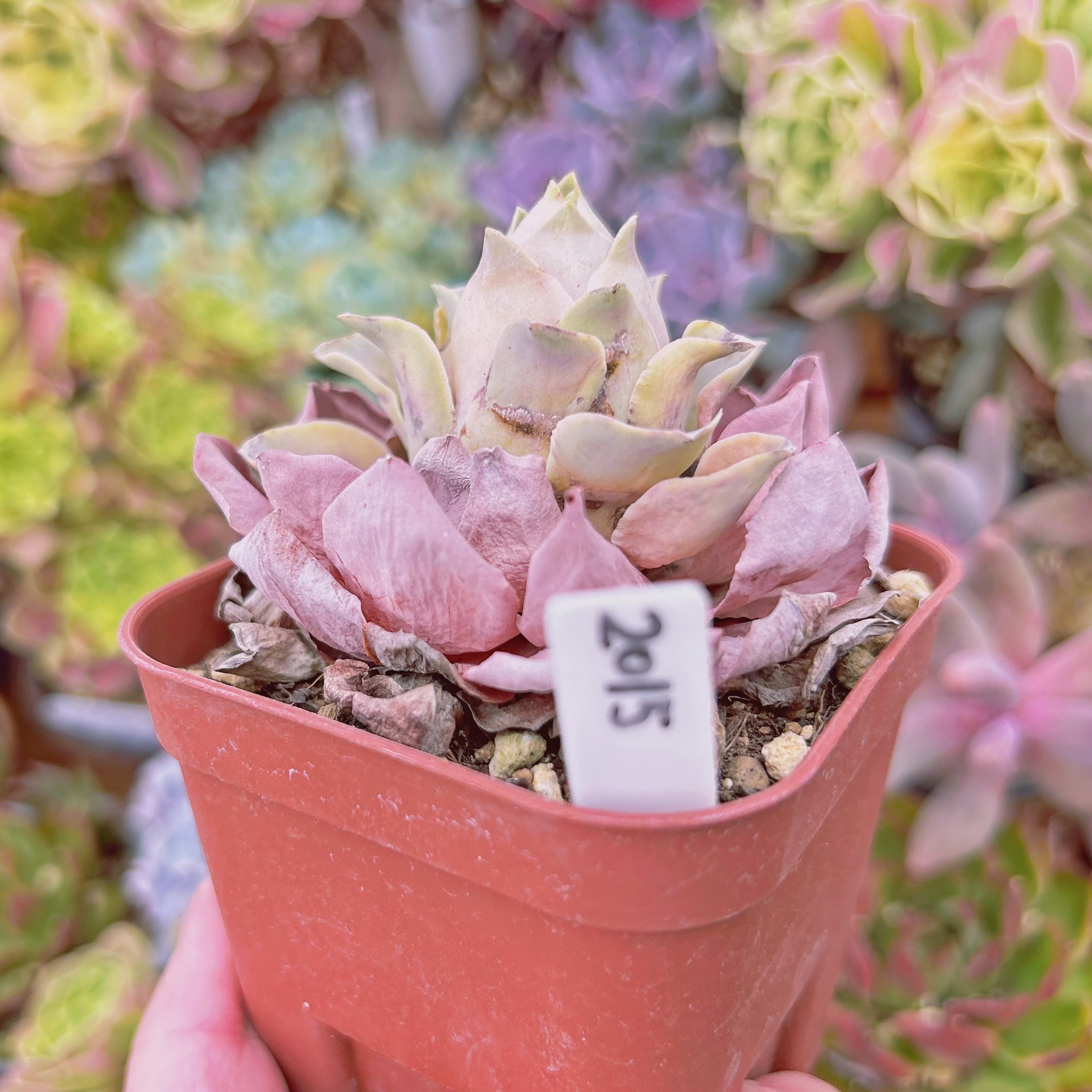 2015現物 多肉植物 ピンクローズ 抜き苗 | るる農園~多肉植物専門