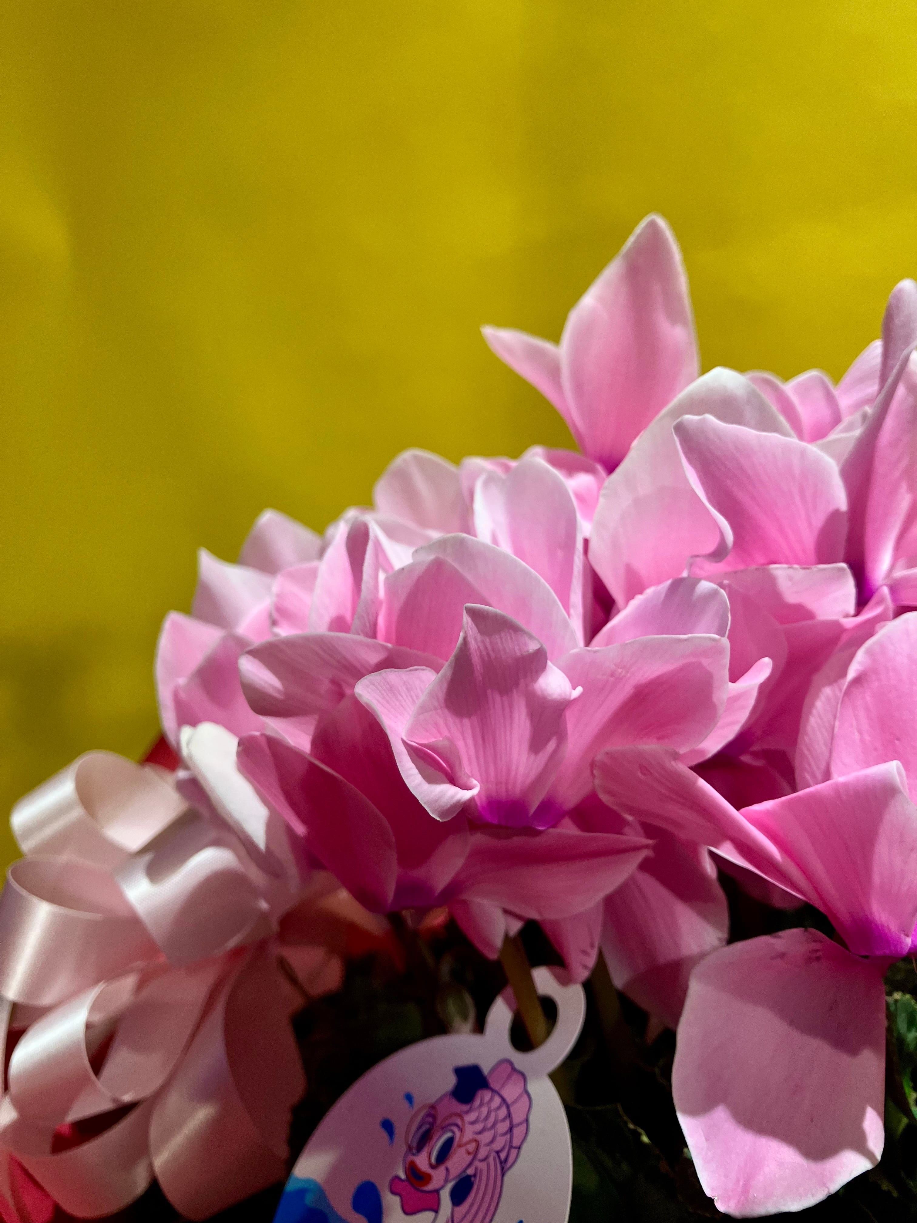 シクラメン【ピンク】