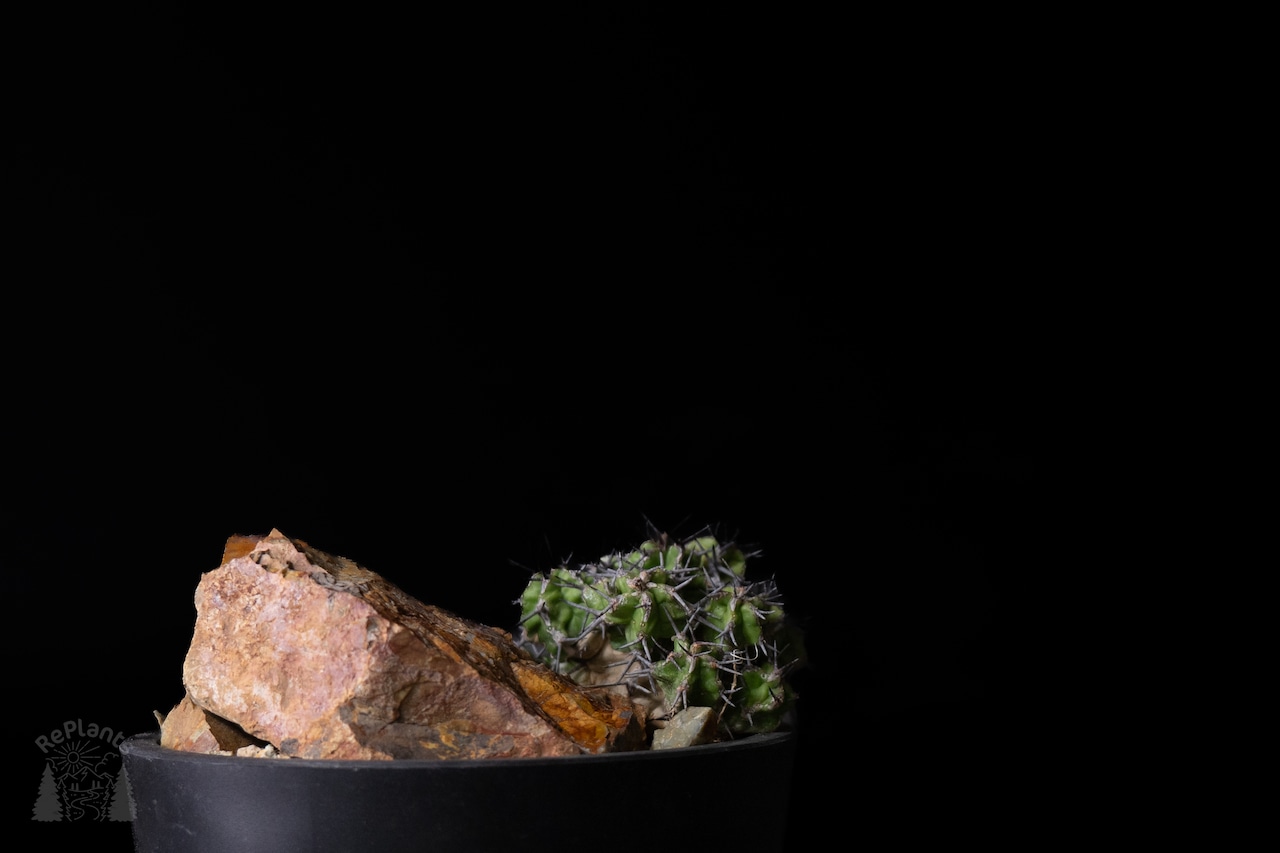 Habitat Style Euphorbia mitriformis1