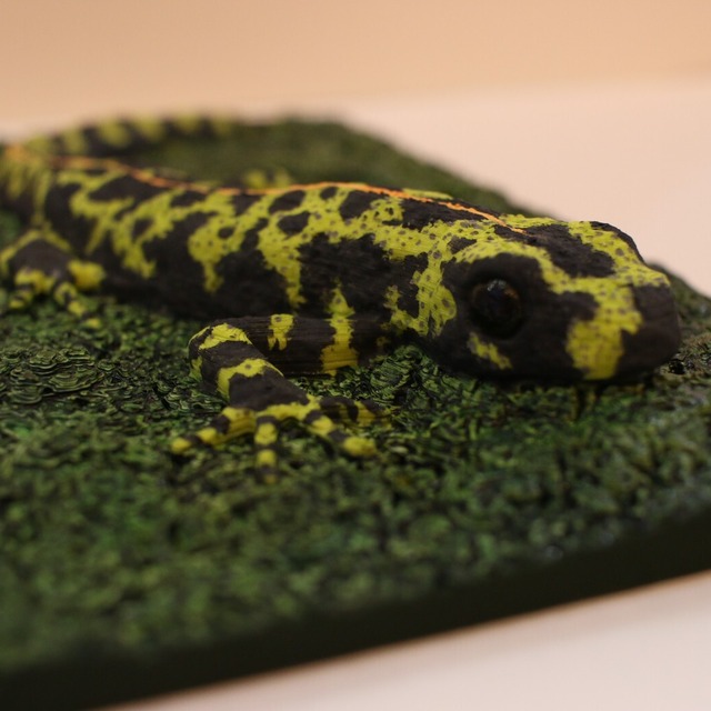 マダライモリ 拡大模型 両生類 有尾類 アンフィ合同会社 マダライモリ 拡大模型 両生類 有尾類 アンフィ合同会社