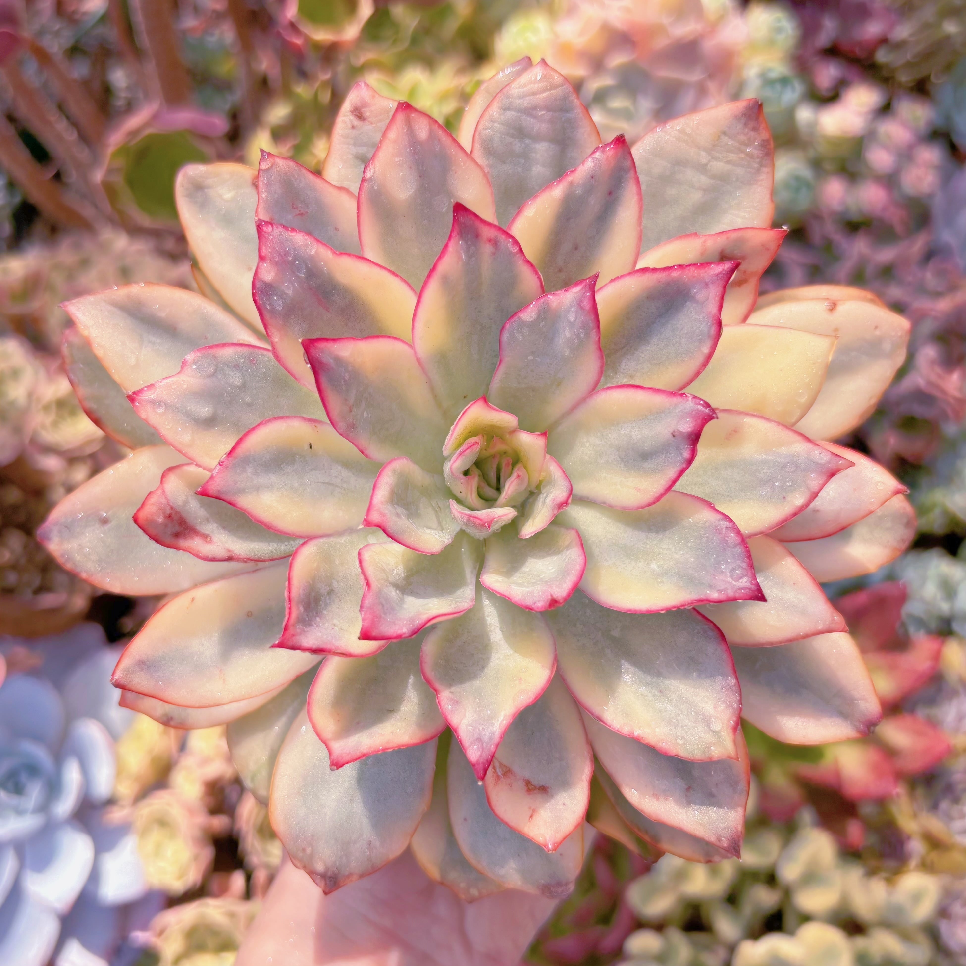 多肉植物　月光女神錦(大)　新入荷　るる農園