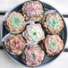 多肉植物 個数限定販売 torepe厳選めちゃ可愛い子ちゃん7品種苗set -- 多肉屋torepe エケベリア 根付き 土付き カット苗