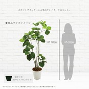 ウンベラータ 170㎝［人工観葉植物・フェイクグリーン・8号ホワイト鉢］