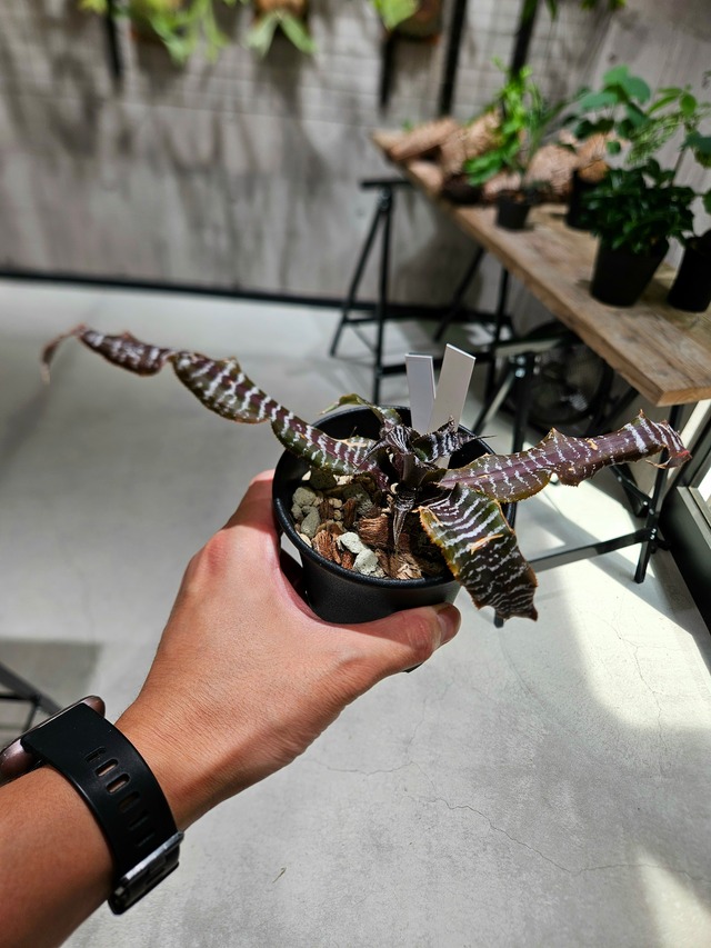 Cryptanthus Black Mystic 【artPLANTs/PLANTS GARAGE】 クリプタンサス/ブロメリア 2024/7/20