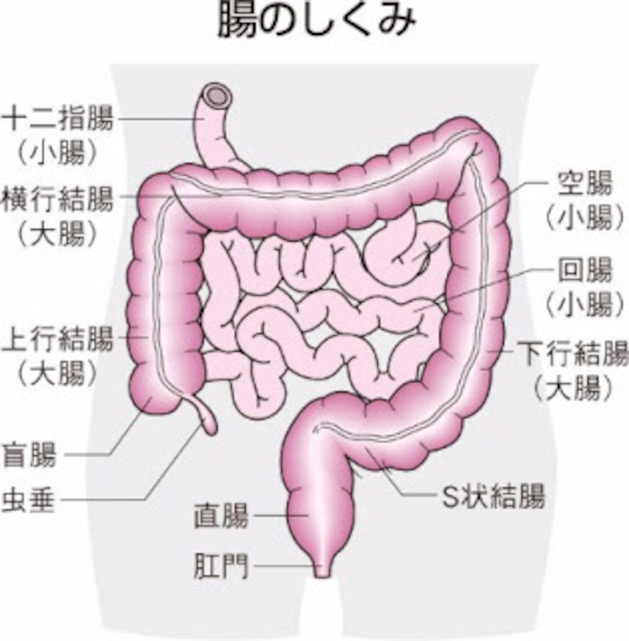 貝化石ソマチッド　ミネラル66  2ヶ月分