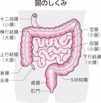 貝化石ソマチッド　ミネラル66  2ヶ月分