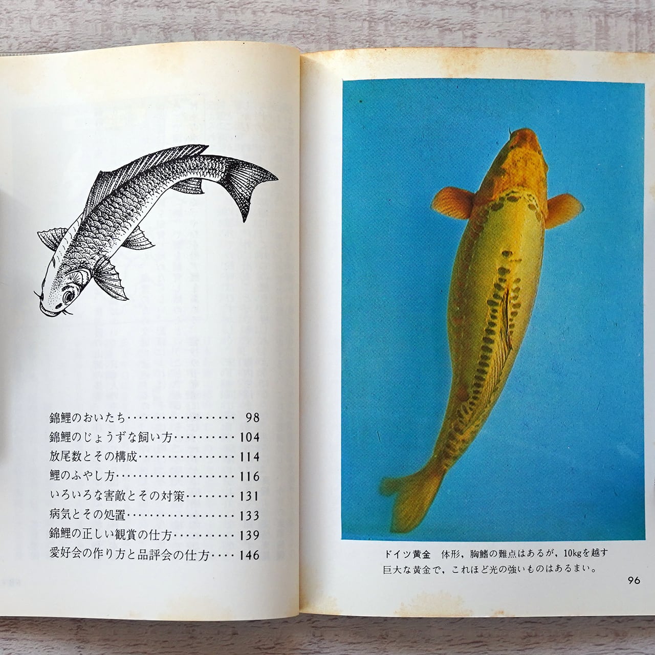 錦鯉 ー鑑賞と池庭づくりー 黒木健夫 (カラーブックス159) | タイム