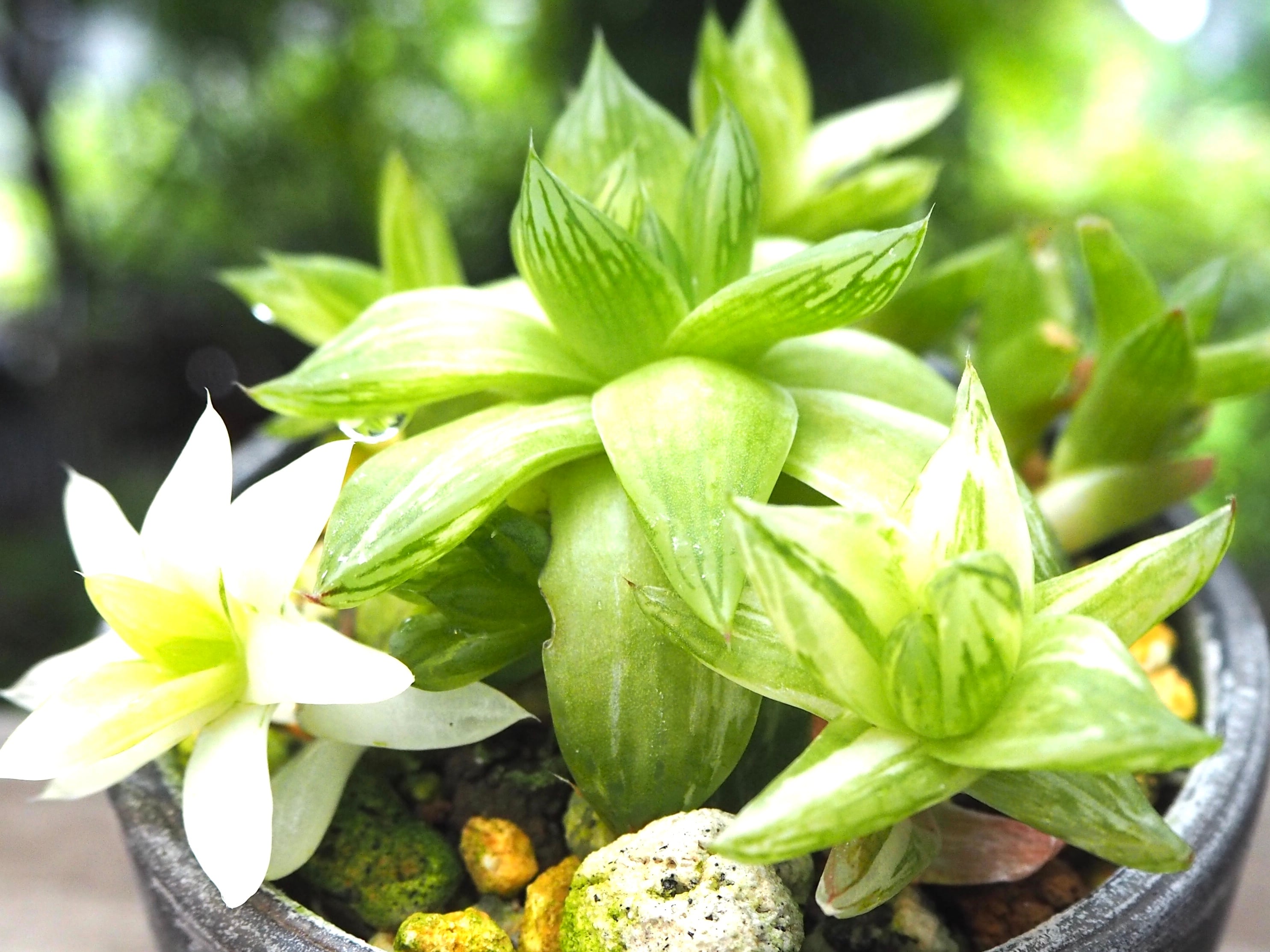 ハオルシア京の華錦 | 多肉植物デイジーアンドビー