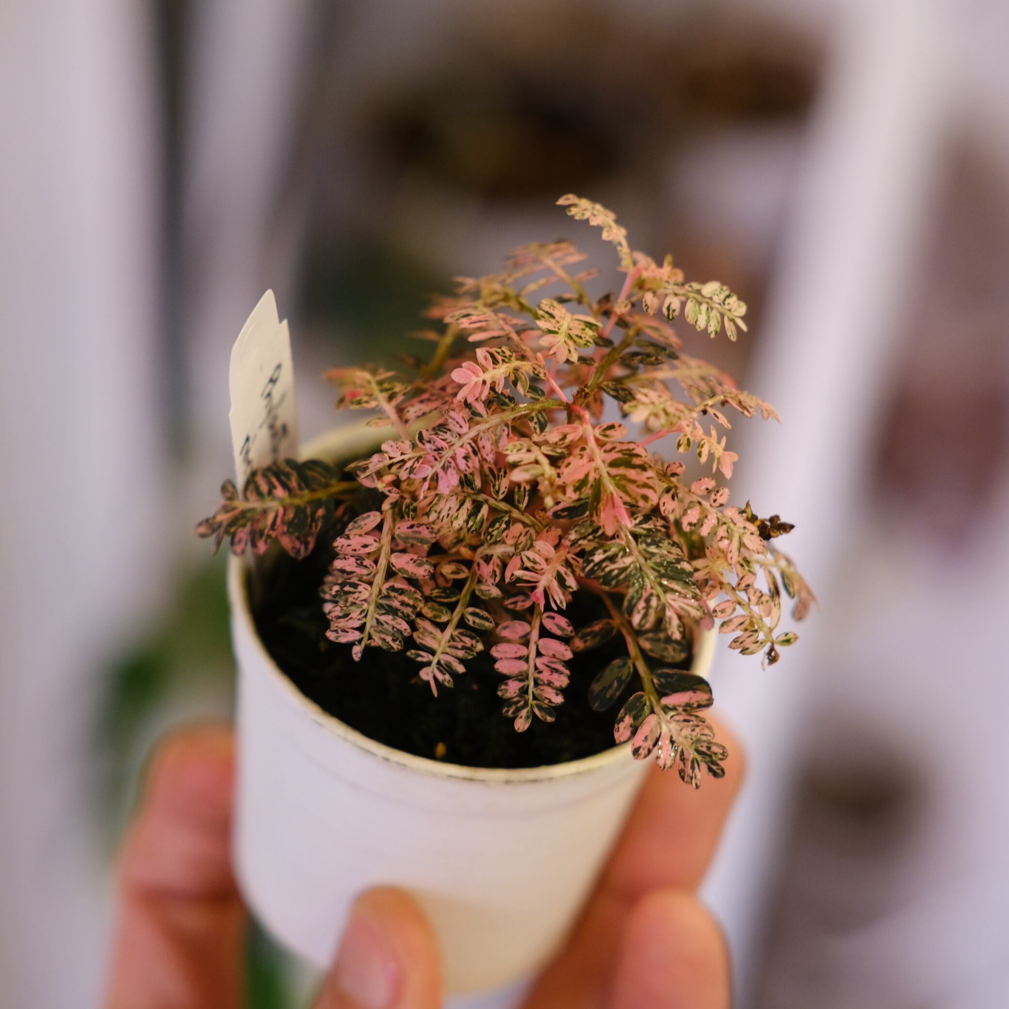 Phyllanthus urinaria 'Pink Variegated'│フィランサス・ウリナリア