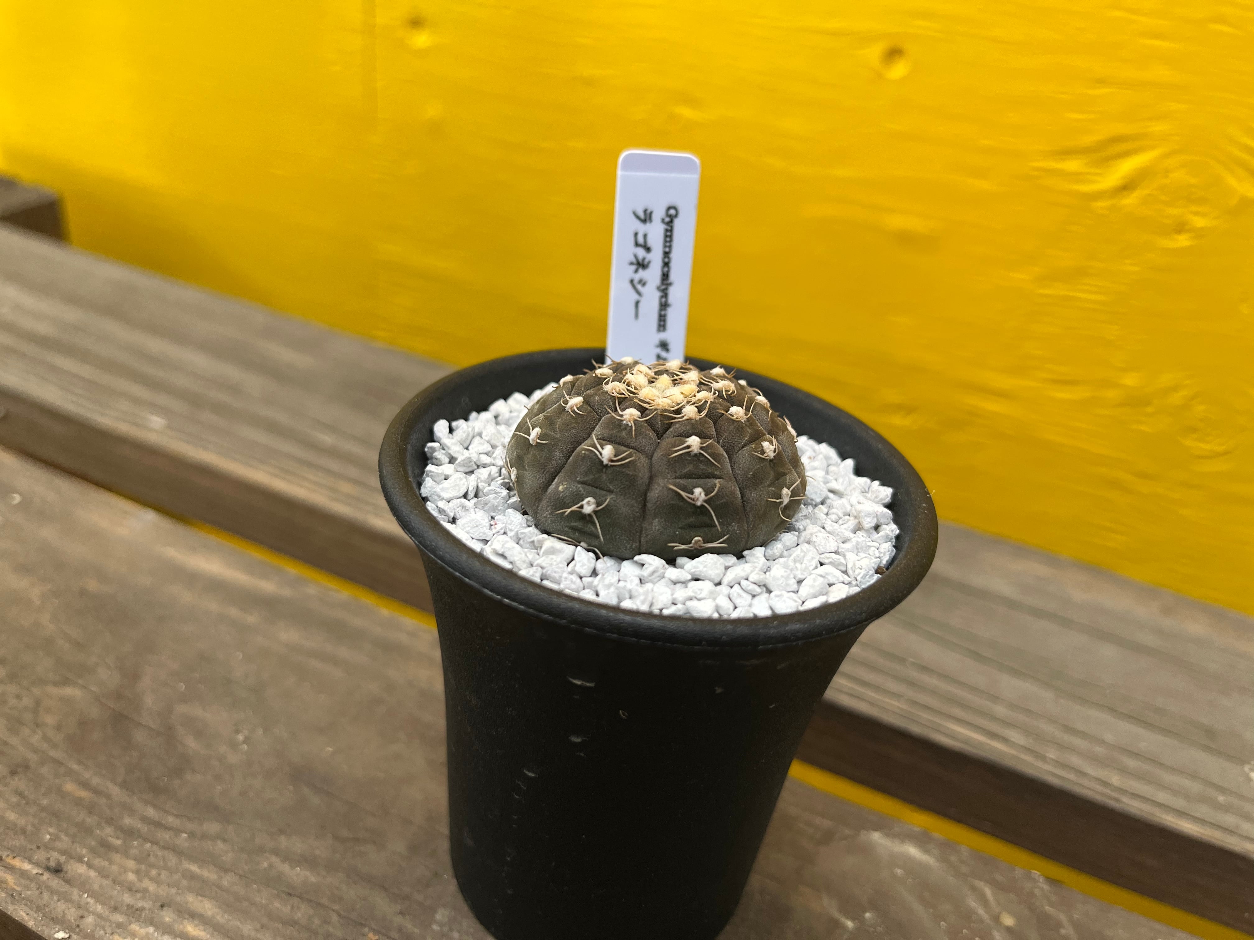 多肉植物　ギムノカリキウム　ラゴネシー　発根済み 多肉植物 ギムノカリキウム ラゴネシー 発根済み ギムノカリキウム属の