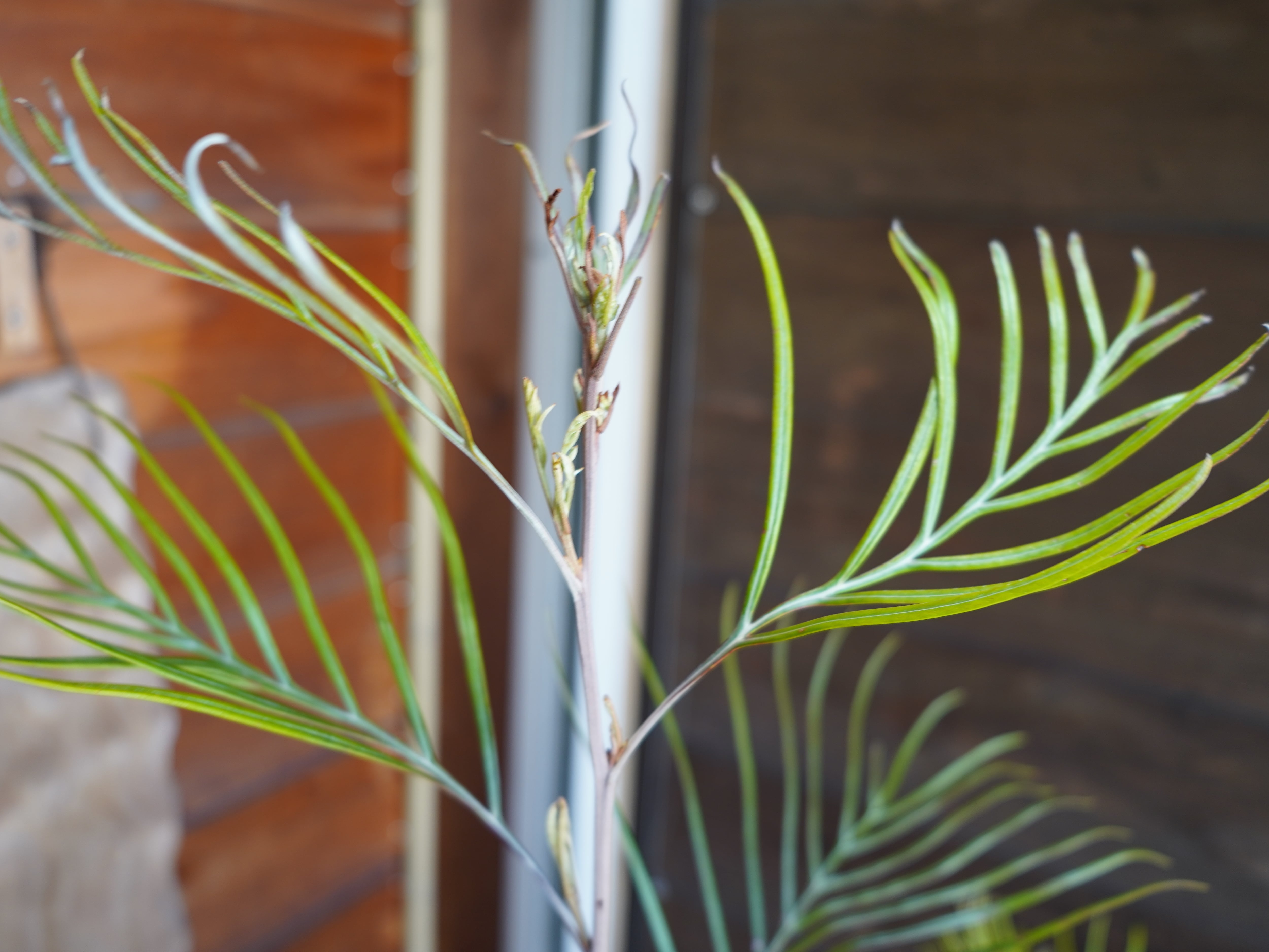 【現物】グレビレア　"ピンクサプライズ"