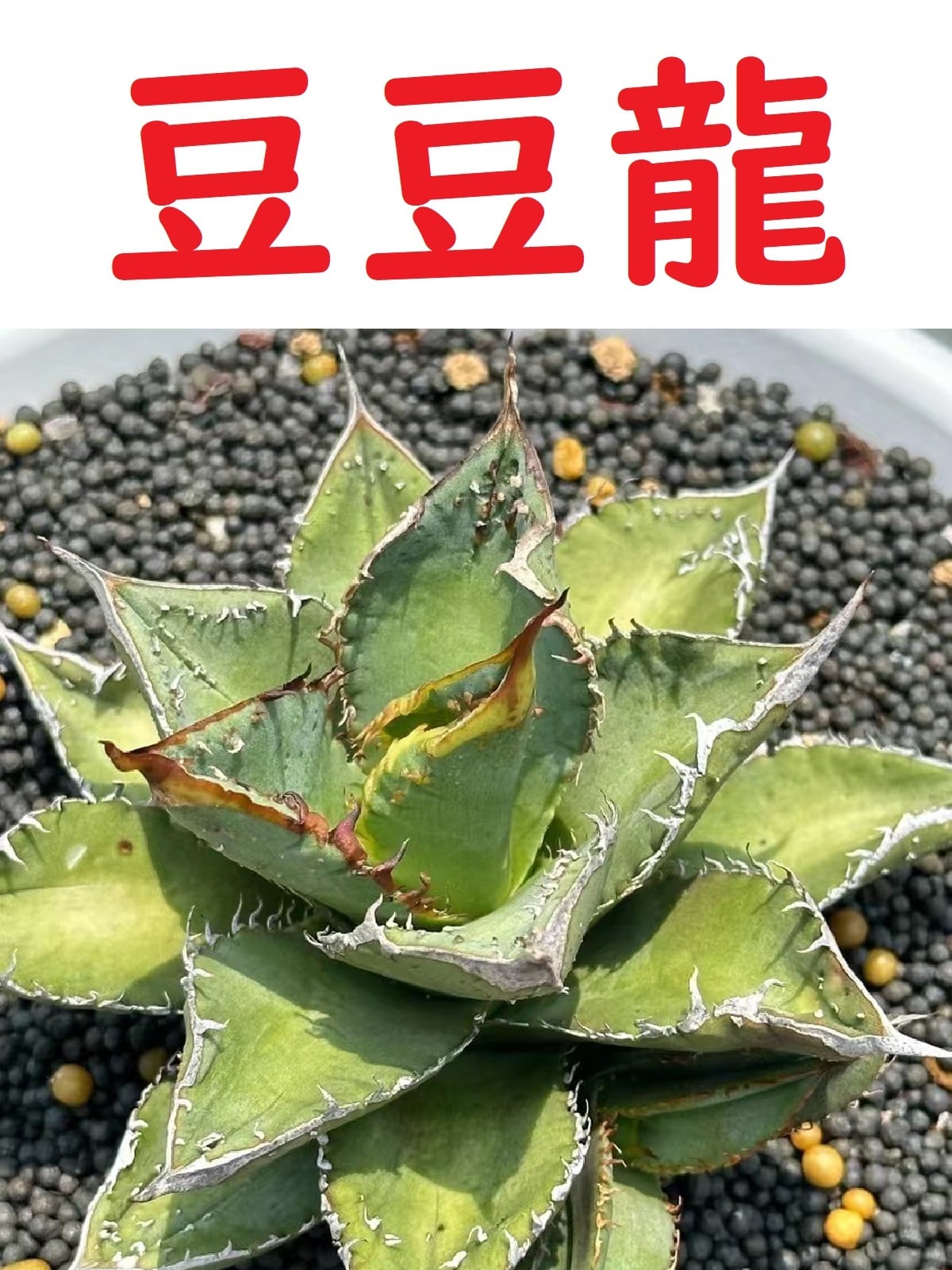 アガベ鰐亀 子株 悔しい 正版鰐亀（非偽物豆豆龍） 