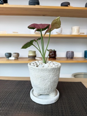 シンゴニウム・ストロベリー