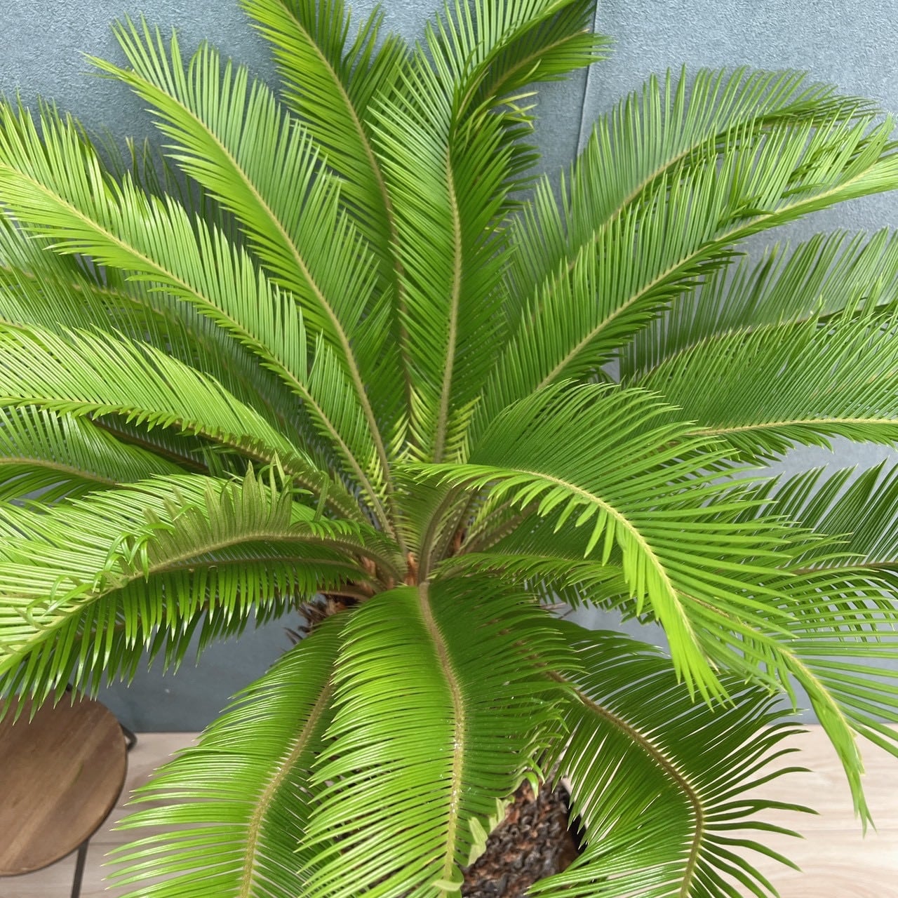現品］☆おすすめ☆ 50番 ソテツ 10号 観葉植物 大型 屋外 綺麗 幹太