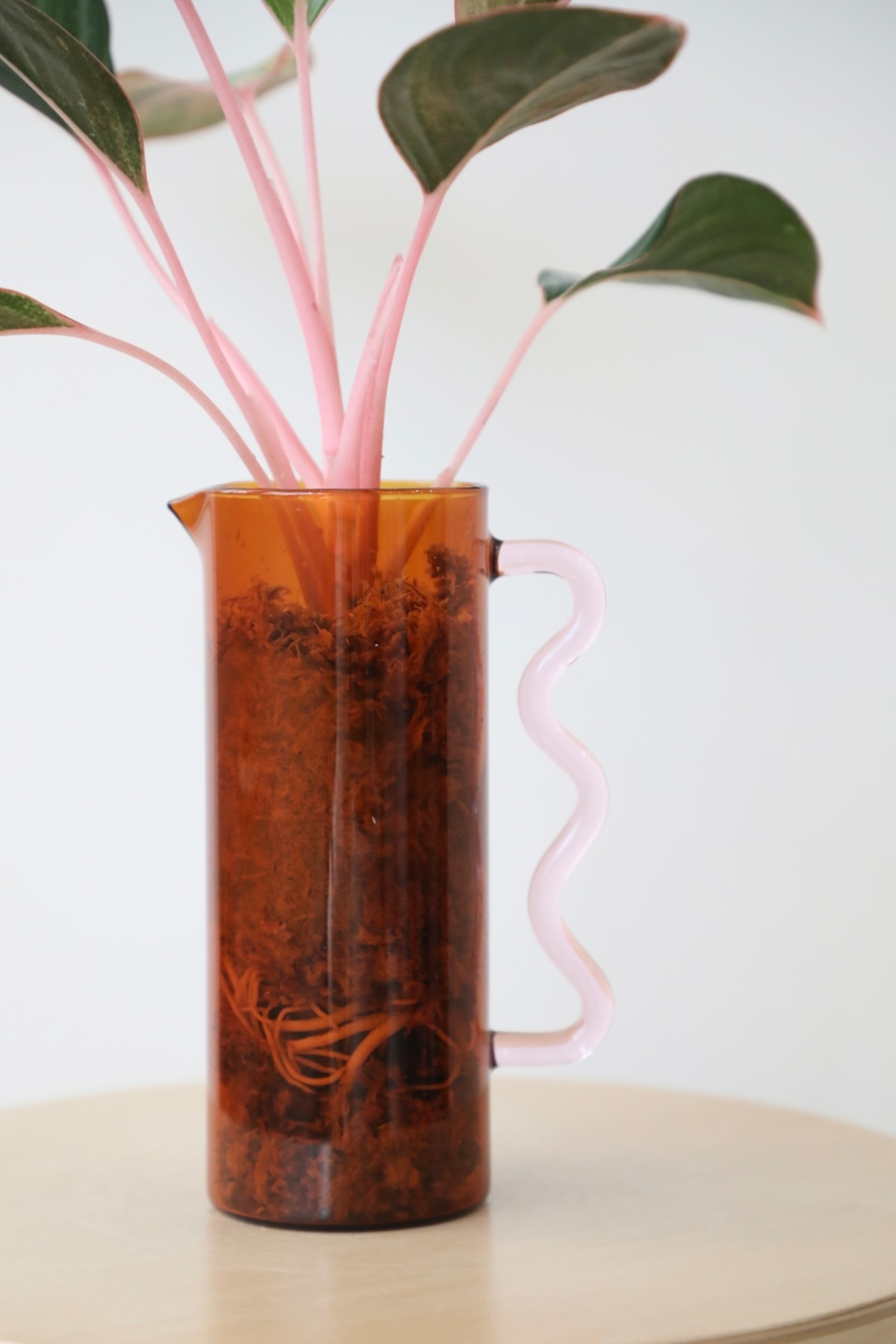 【希少】【M】アグラオネマ モンコンファイ　※【土不使用】