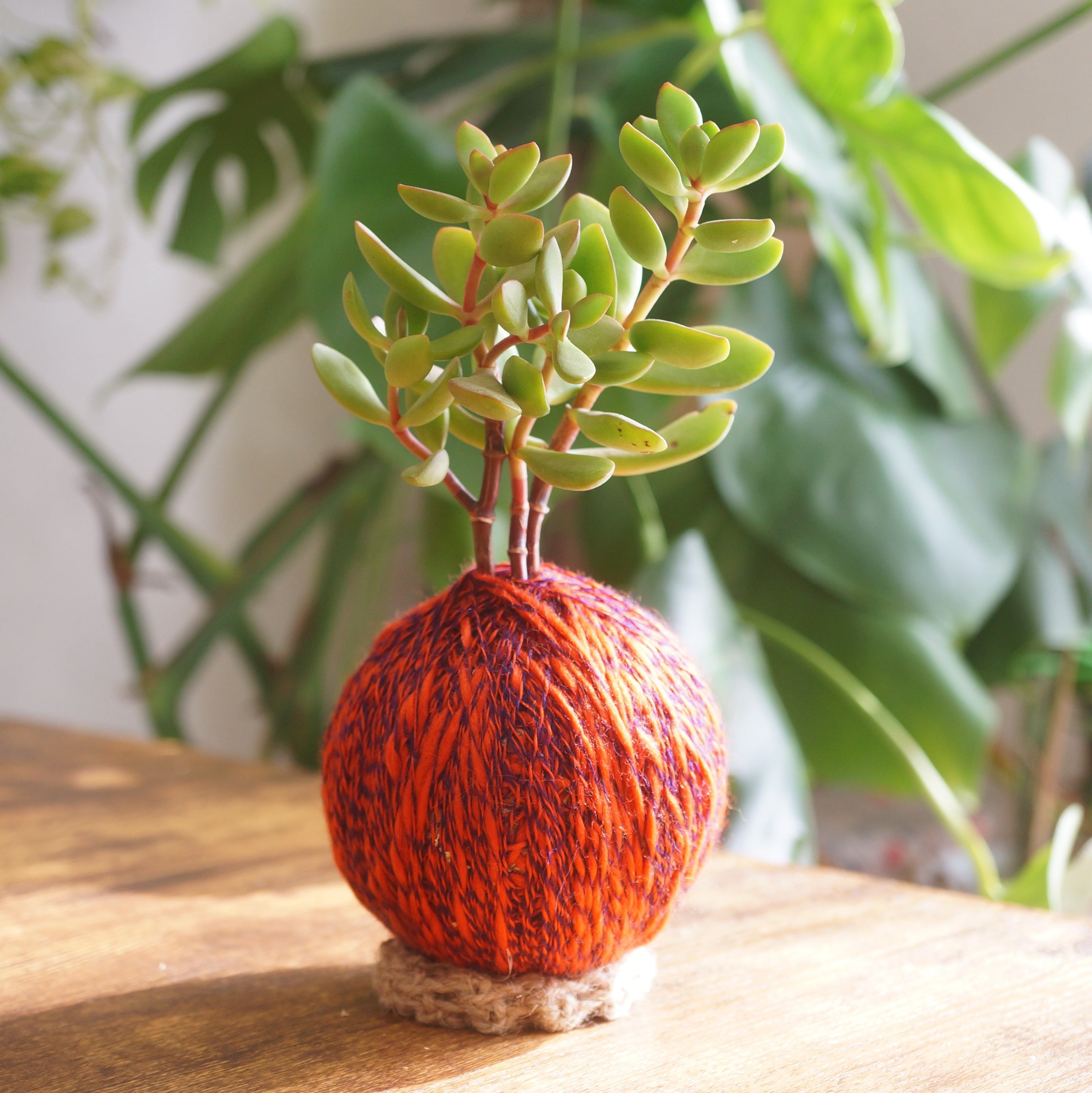 コロッコ | カンキチ工房 オンラインショップ//植物を枯らしてしまう