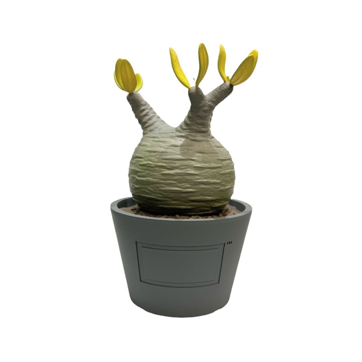 MEDICOM TOY x BOTANIZE VCD Pachypodium Gracilius (AUTUMN LEAVES 