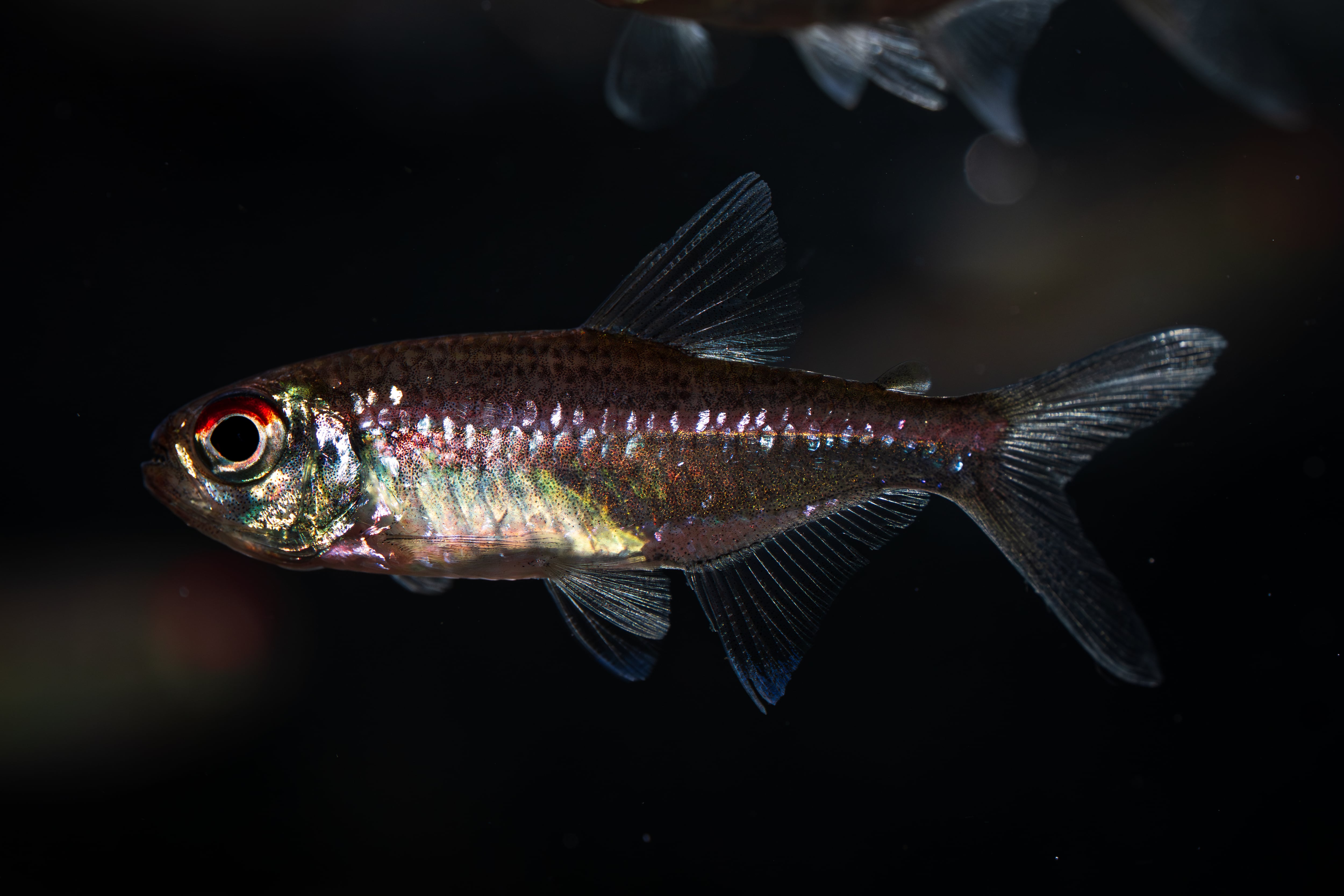 Homalomena sp. Mamasa 