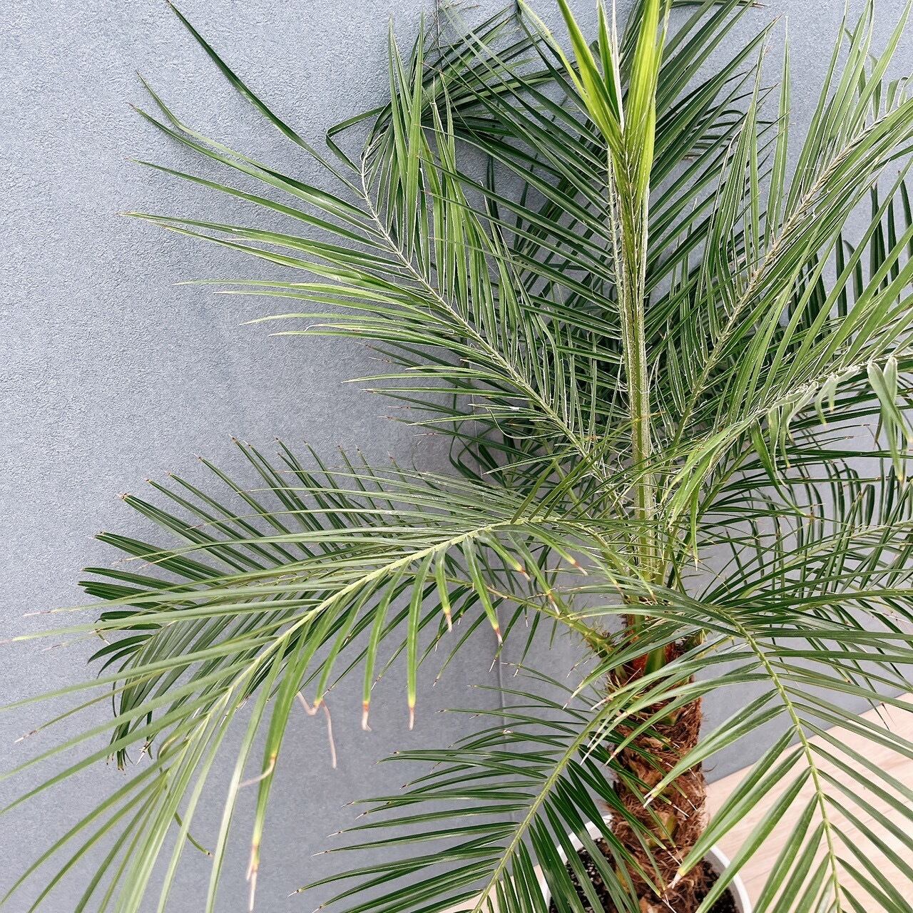 現品］21番 フェニックスロベレニー 8号 観葉植物 室内 ヤシ 南国風