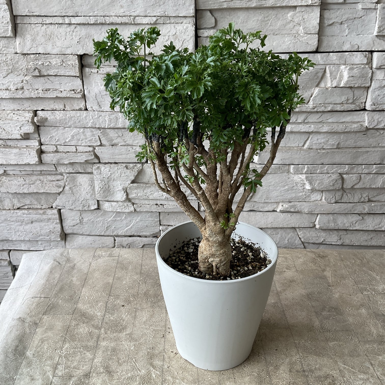 観葉植物】ポリシャス パセリ | 橋本種苗園