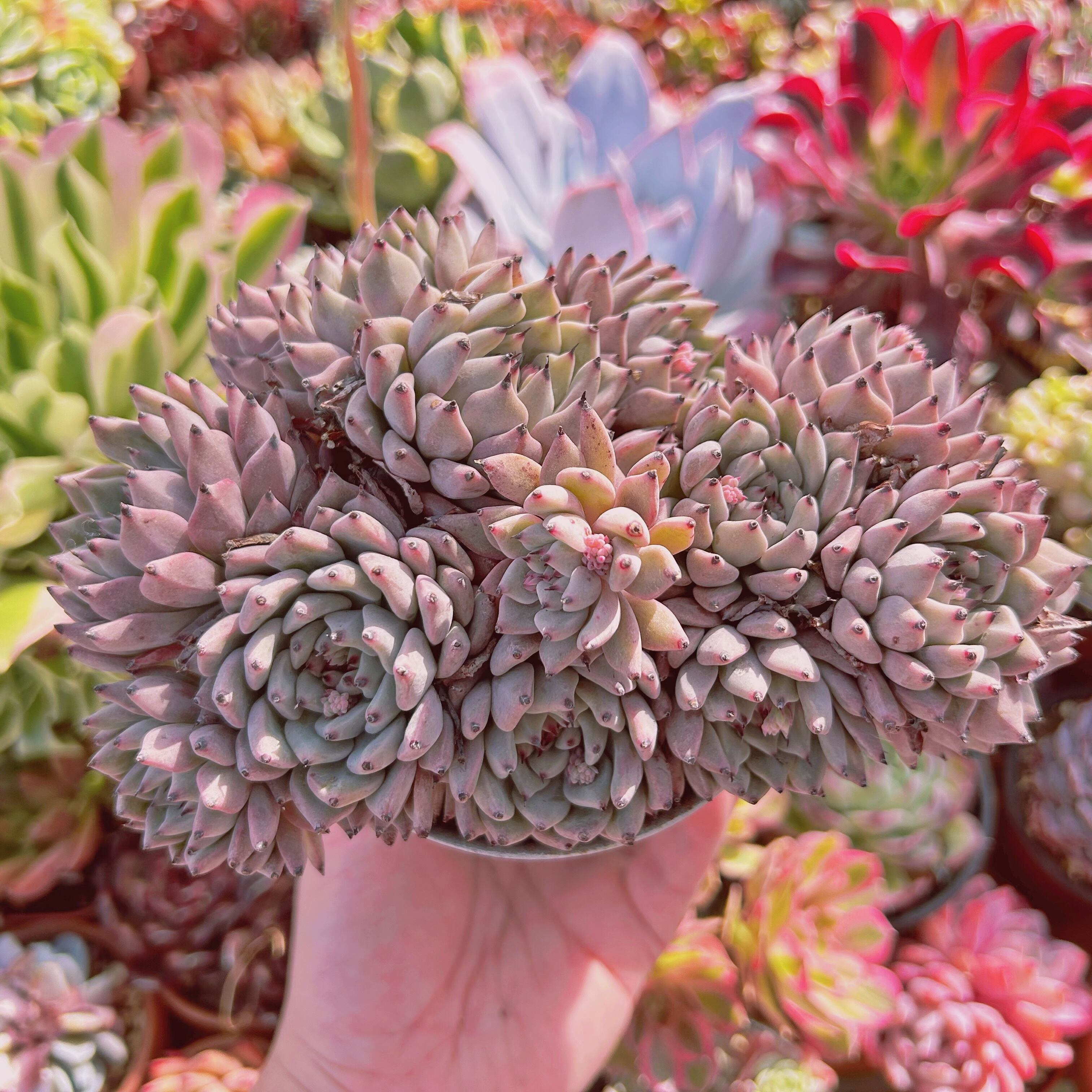 #246現物　多肉植物　ザラゴーサ　特大