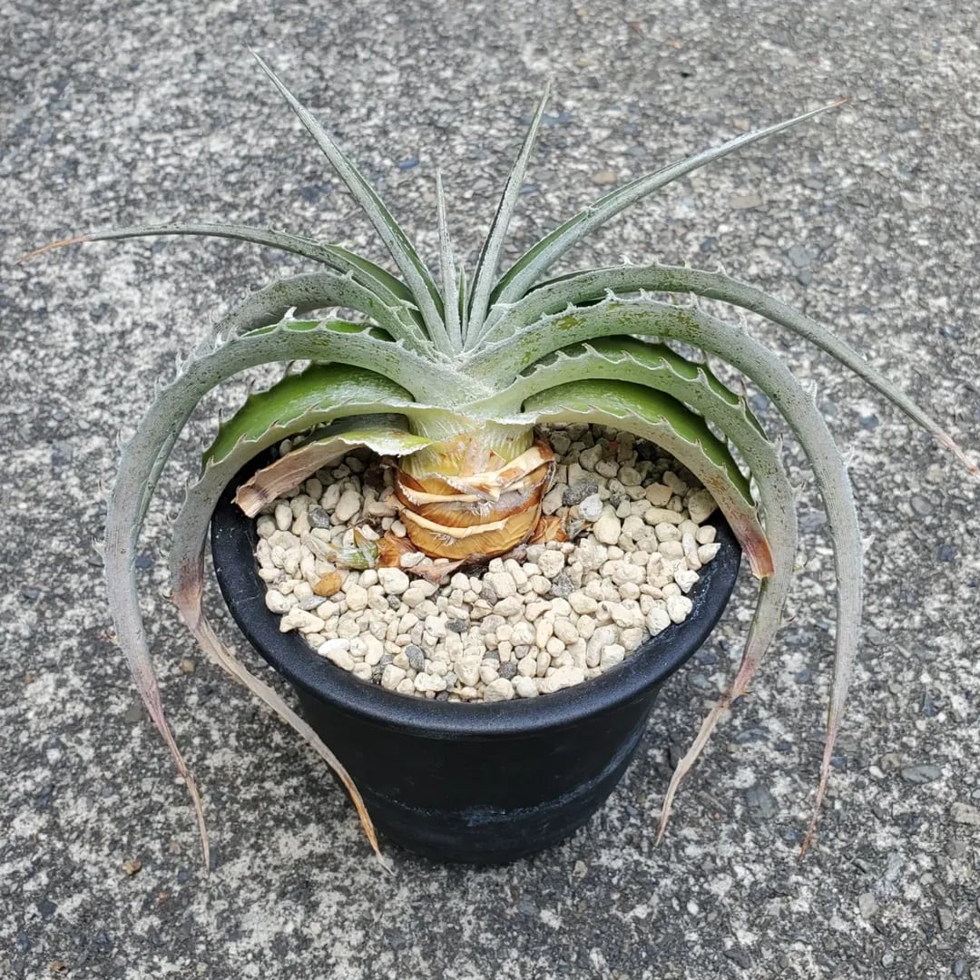 Paradon氏ハイブリッド | レアプランツ通販サイトPlants Maniax