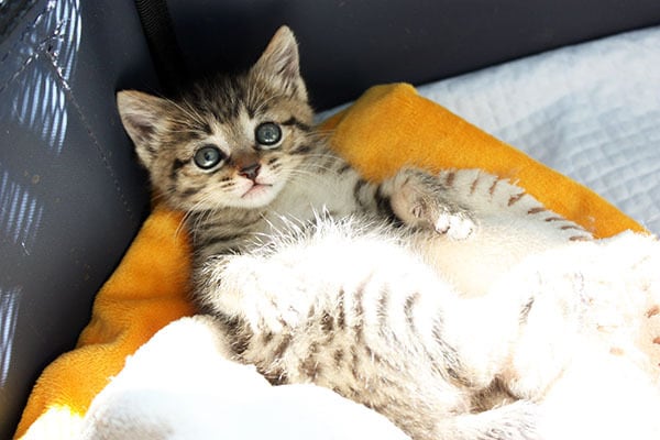 猫 ポストカード The Cat who.... 寛ぐリビングライフ 10x14.8センチ(cm)官製はがきサイズ 猫写真 はがき ねこ葉書 ネコハガキ Postcard 桃 モモ momo 子猫の桃