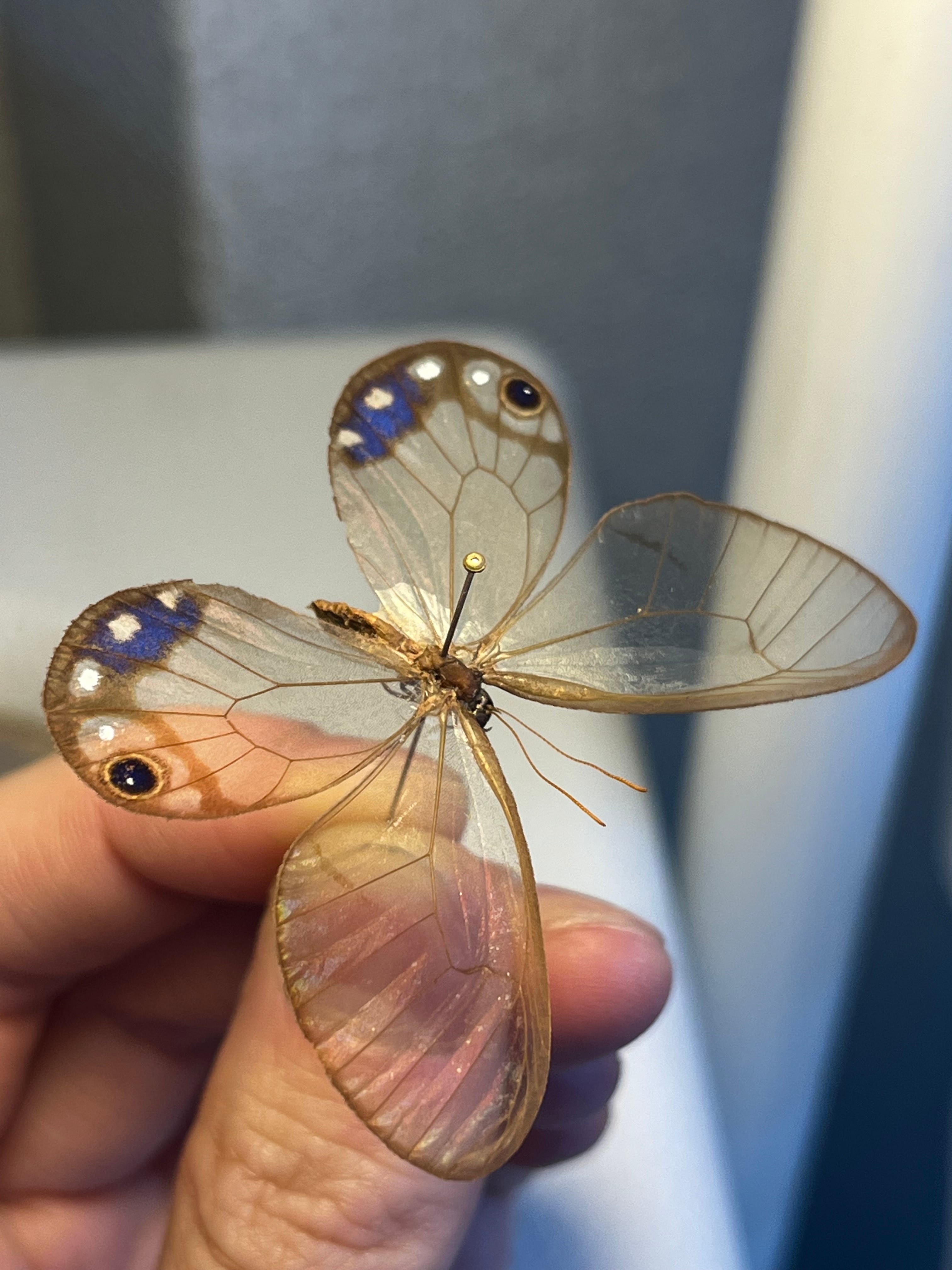 属内最高峰】ルリモンスカシジャノメ アンドロメダスカシジャノメ