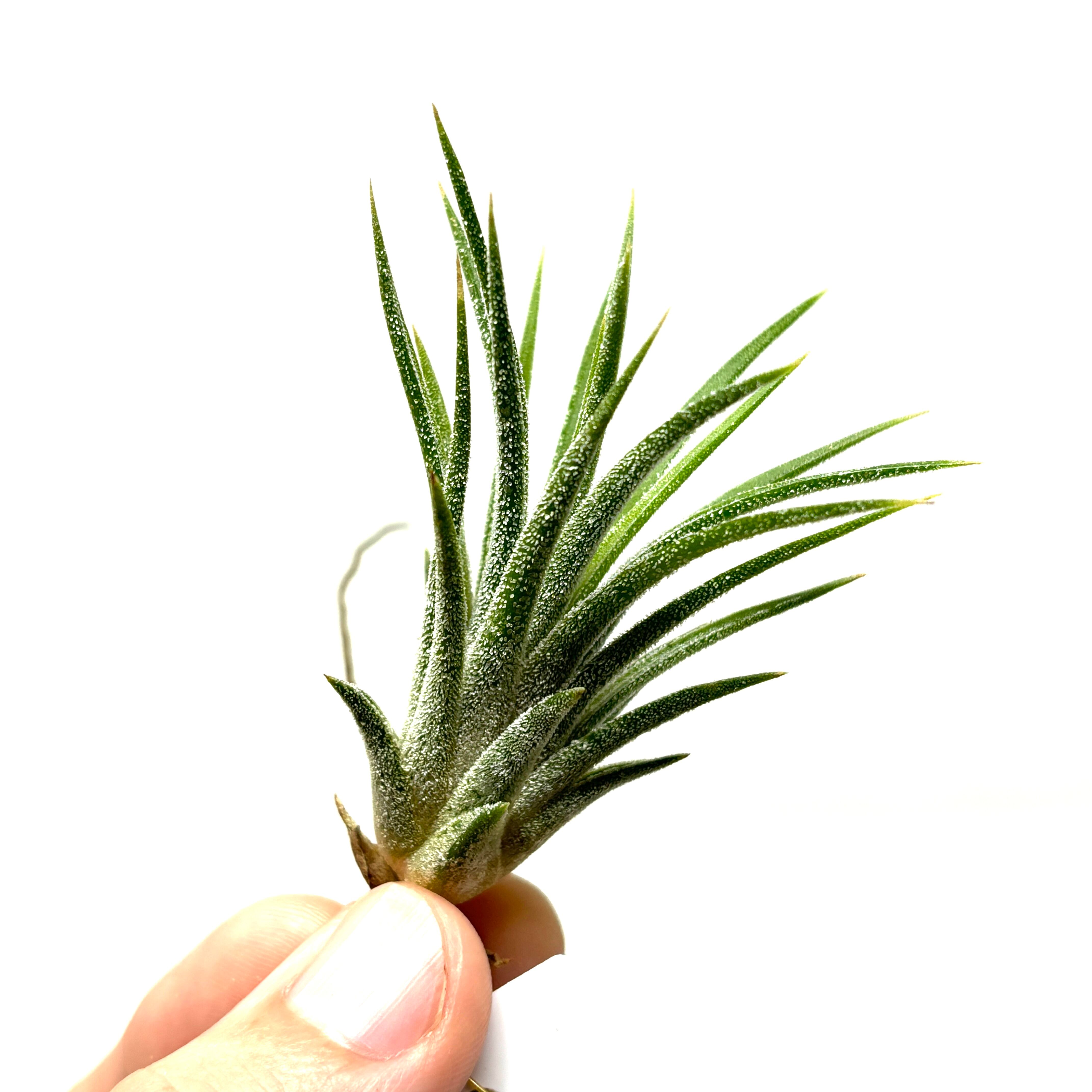 チランジア・イオナンタ アルビノ【171】 | PROTOLEAF プロトリーフ