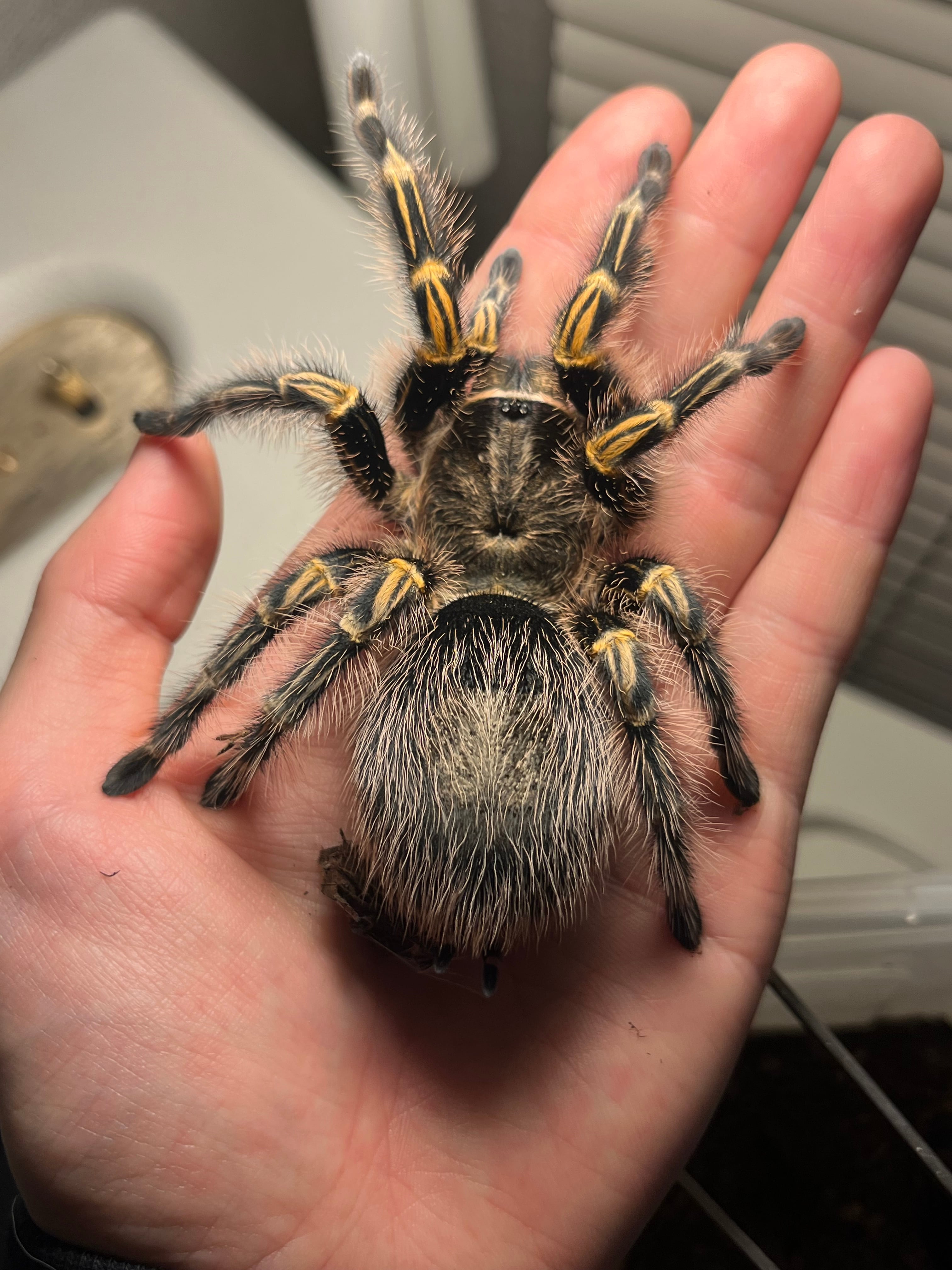 バードイーター | オモニキチュウ