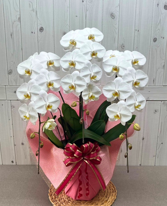 3本立　スタンダード（30輪～33輪程度）　白　【上品さを纏った贈りやすい一鉢】コンパクトながら華やかさを引き立てる一鉢に仕上げました。ビジネスシーンや大切な方への贈り物に最適です。