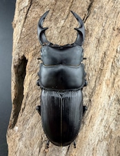 【F0】《国産オオクワガタ 新潟県中部産 59mm ペア》