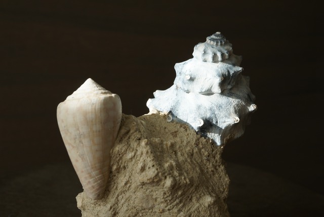 フランス産巻貝化石 Gastropod Fossil 1446