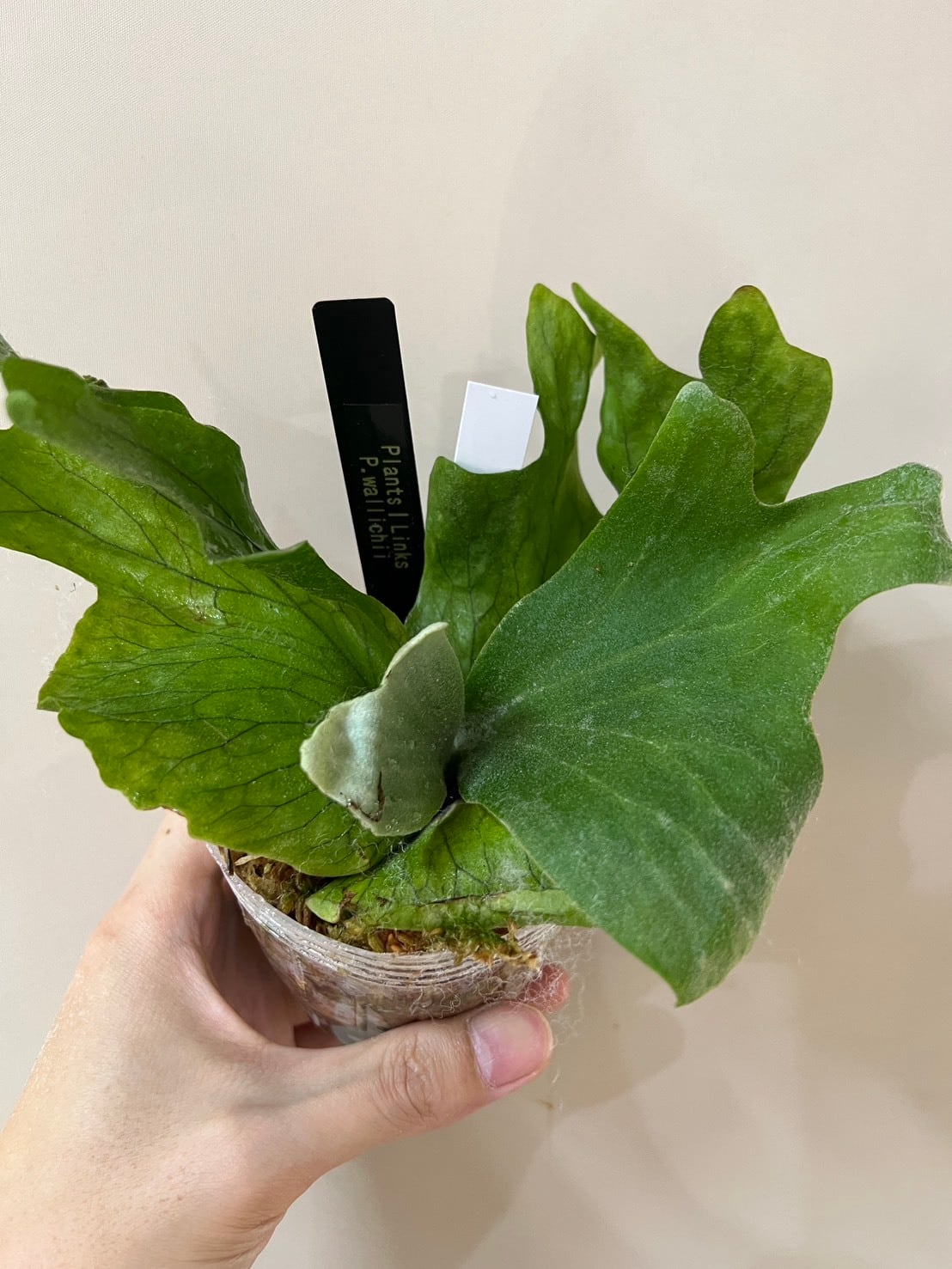 ビカクシダ・原種】P.wallichii oc ワリチー | Plants.Links