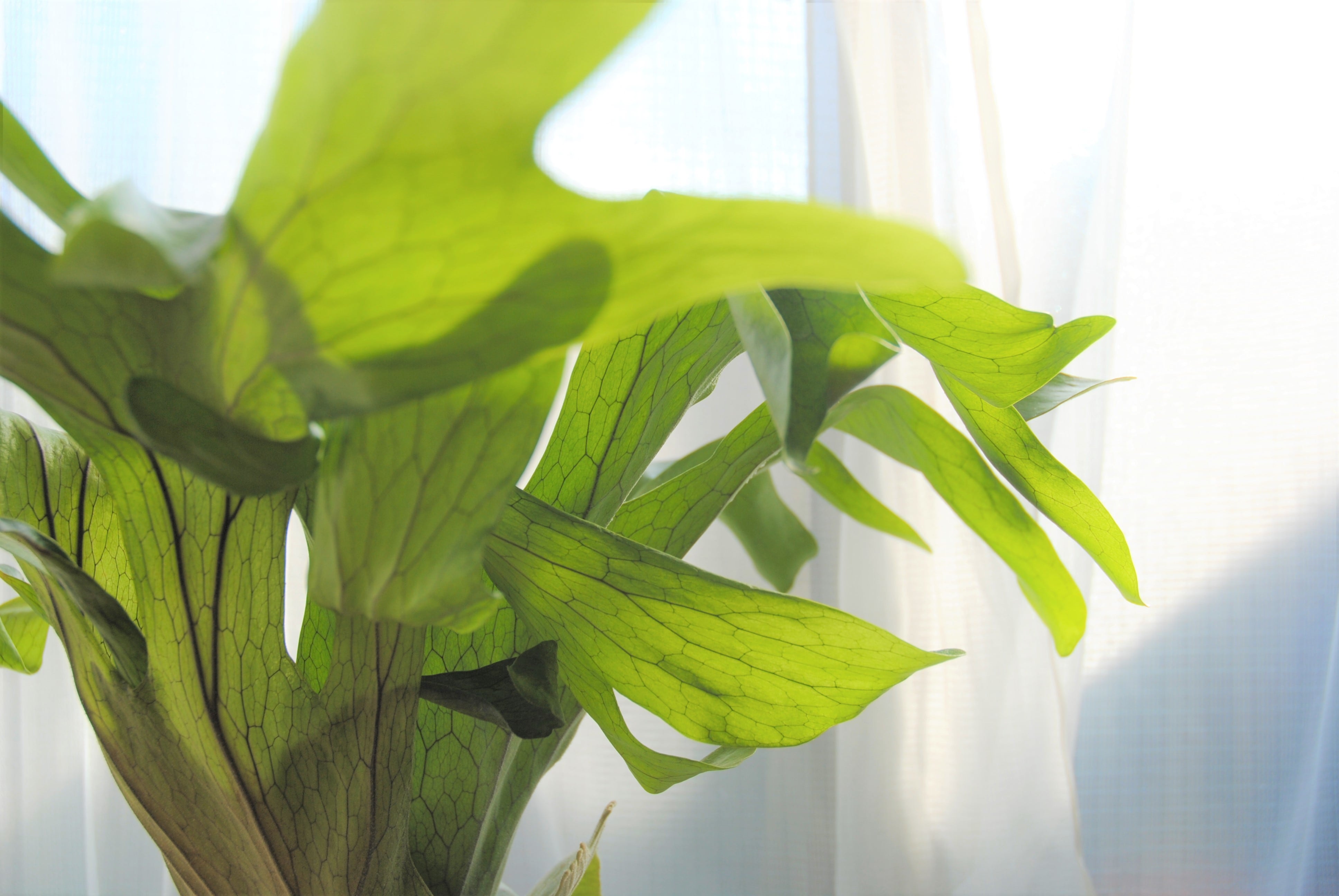 Platycerium grande ビカクシダ グランデ 1 | plants MARU ーサボテン