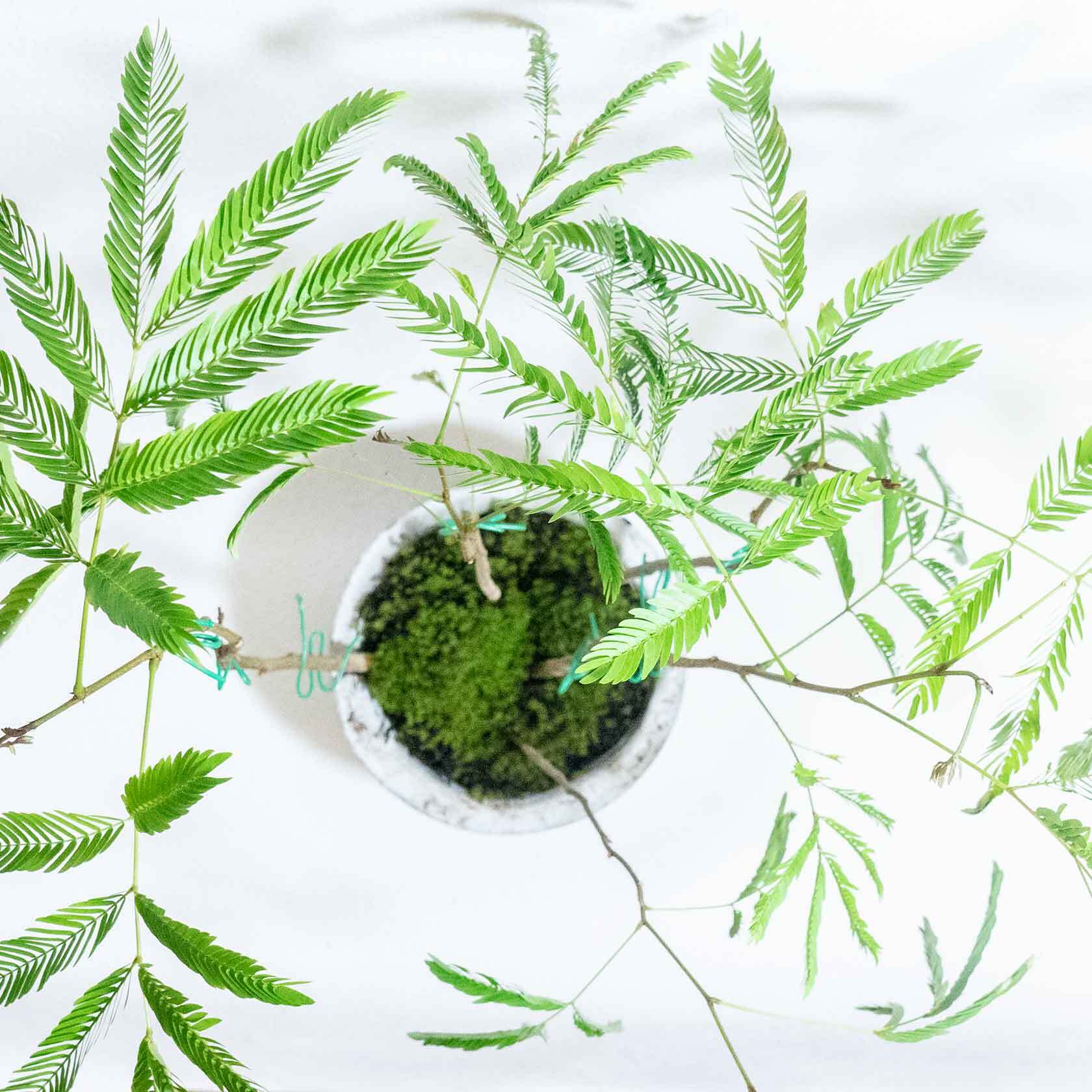 デスクに置ける観葉植物 エバーフレッシュと苔の鉢植え ざらっとした風合いの自作モルタル鉢 送料全国一律850円 アトモスフィア 自作の鉢を使った観葉植物や多肉植物 塊根植物などの通販
