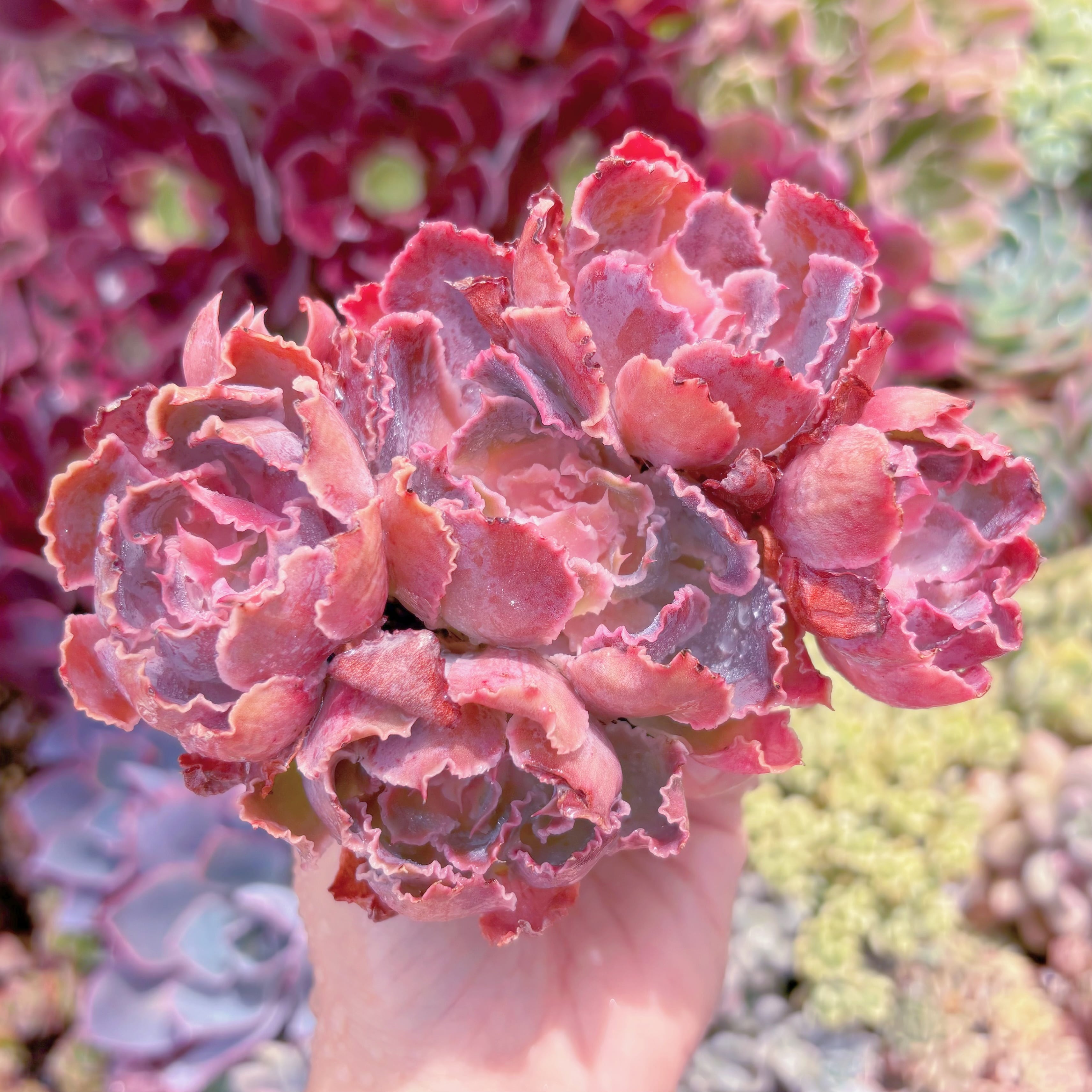 現品　シャビアナ#689　群生　るる農園