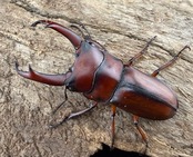 《プセウダキスコクワ 30.5mm ペア》