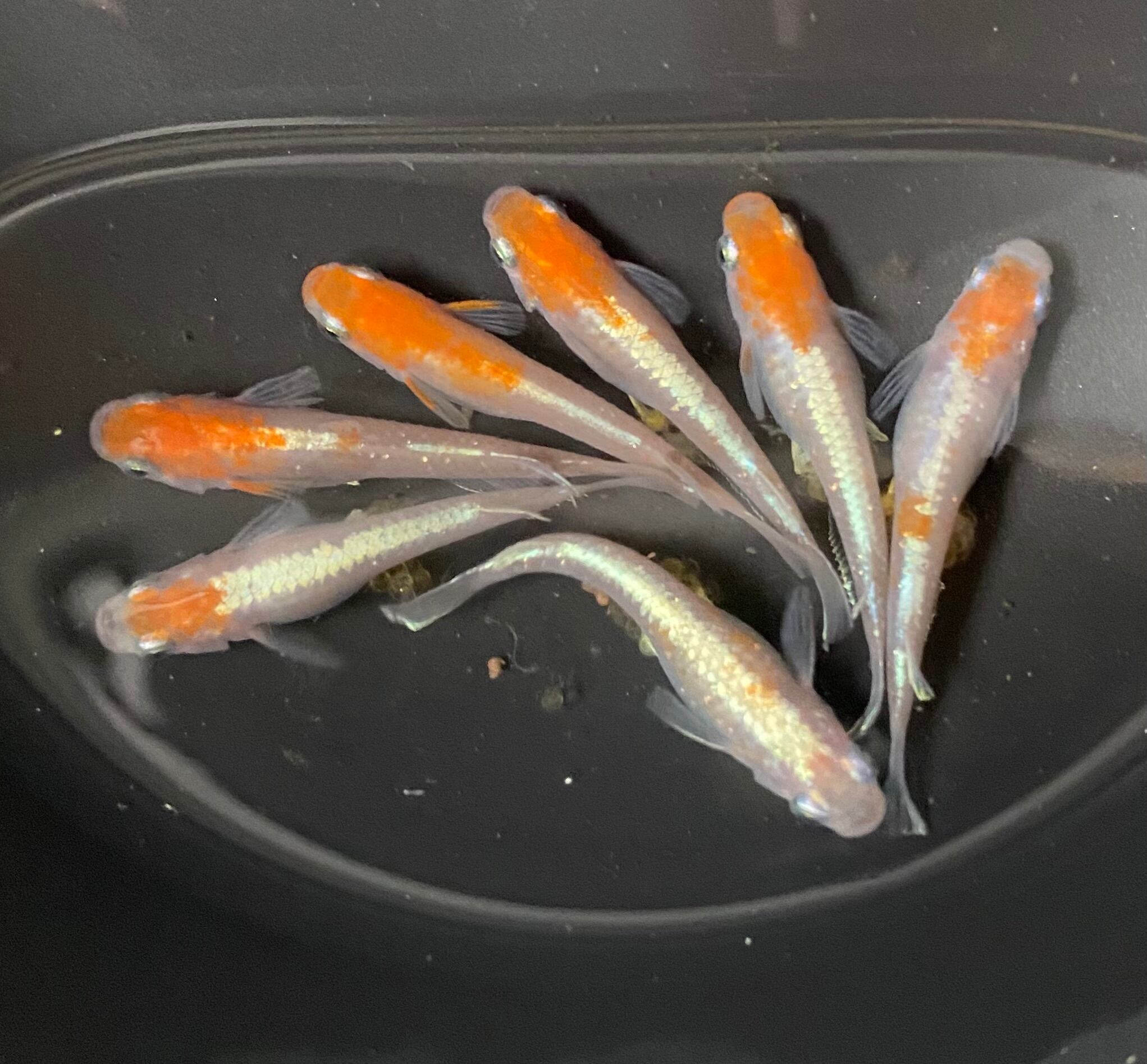 ホンダ ライブディオZX 仕様 前後タイヤ交換 DIO 50ccの原付