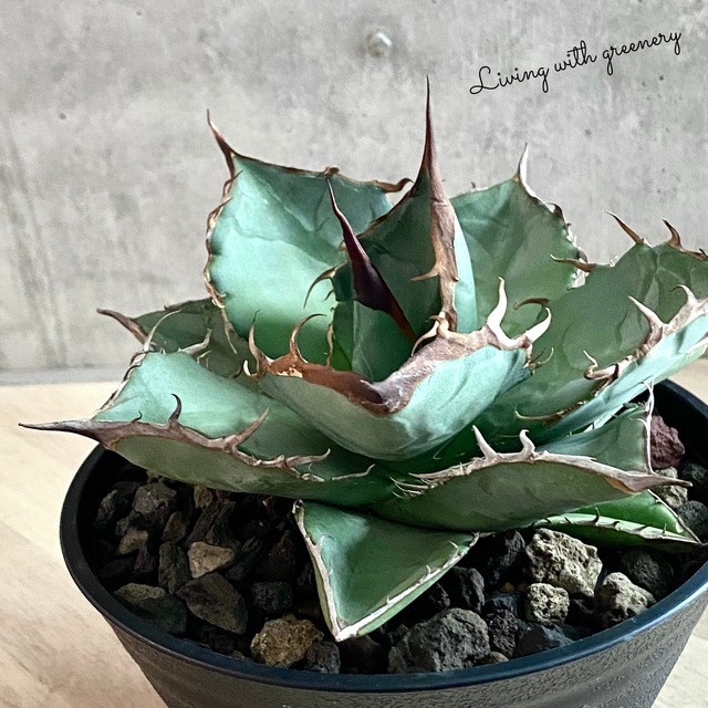 agave titanota fo 076 子株/アガベ チタノタ fo 076 子株【観葉植物 