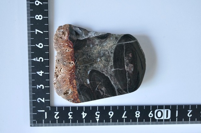 ストロマトライト  Stromatolite 756